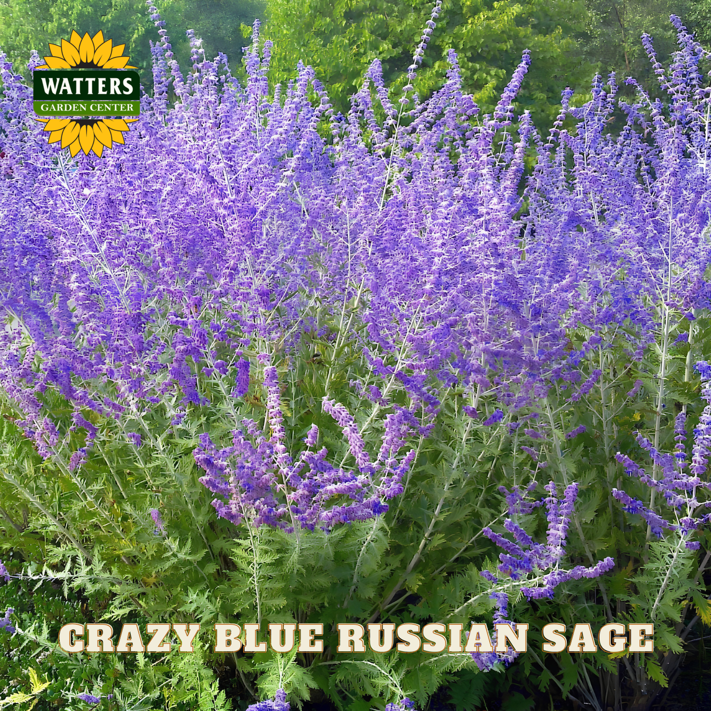 CRAZY BLUE RUSSIAN SAGE 1gal