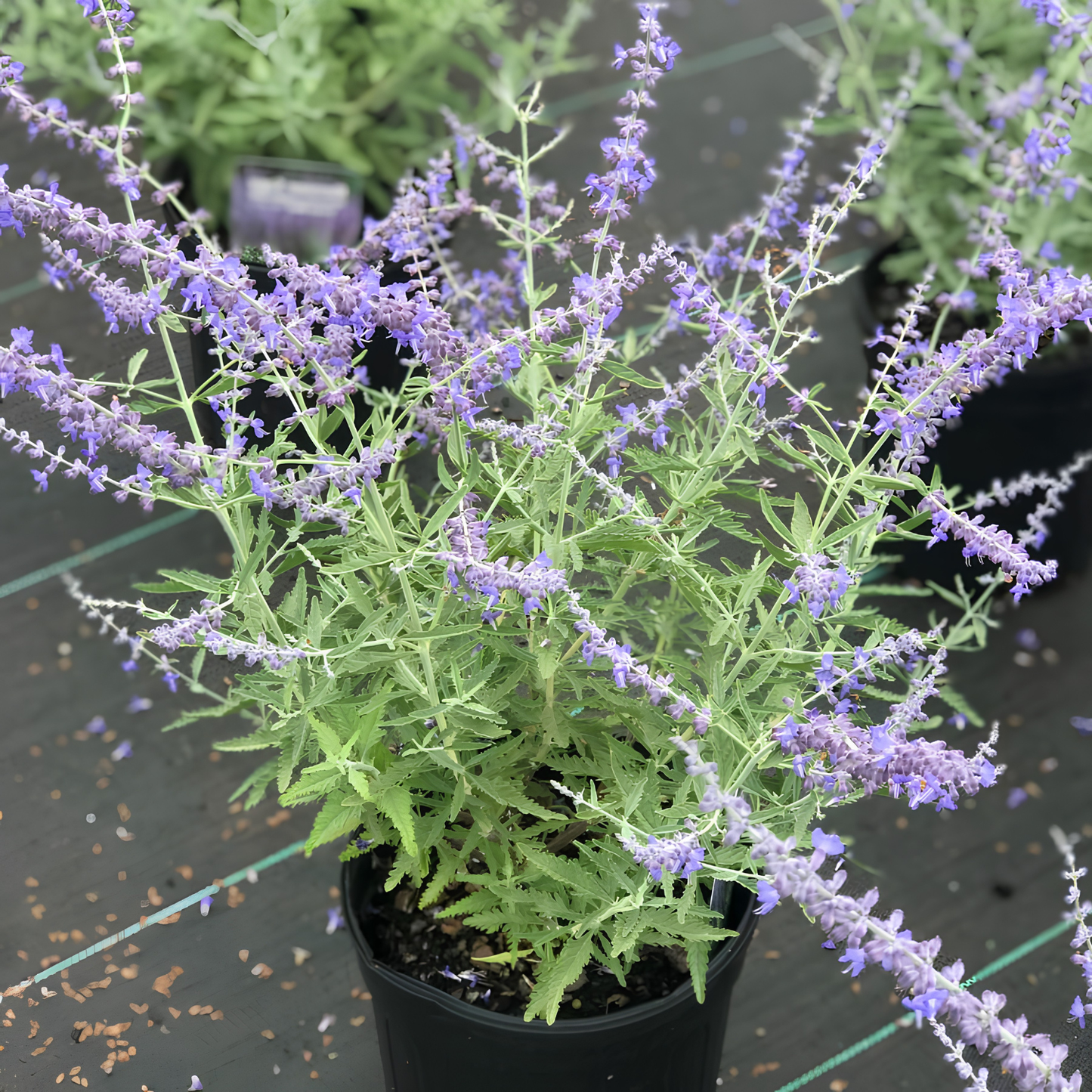 CRAZY BLUE RUSSIAN SAGE 1gal