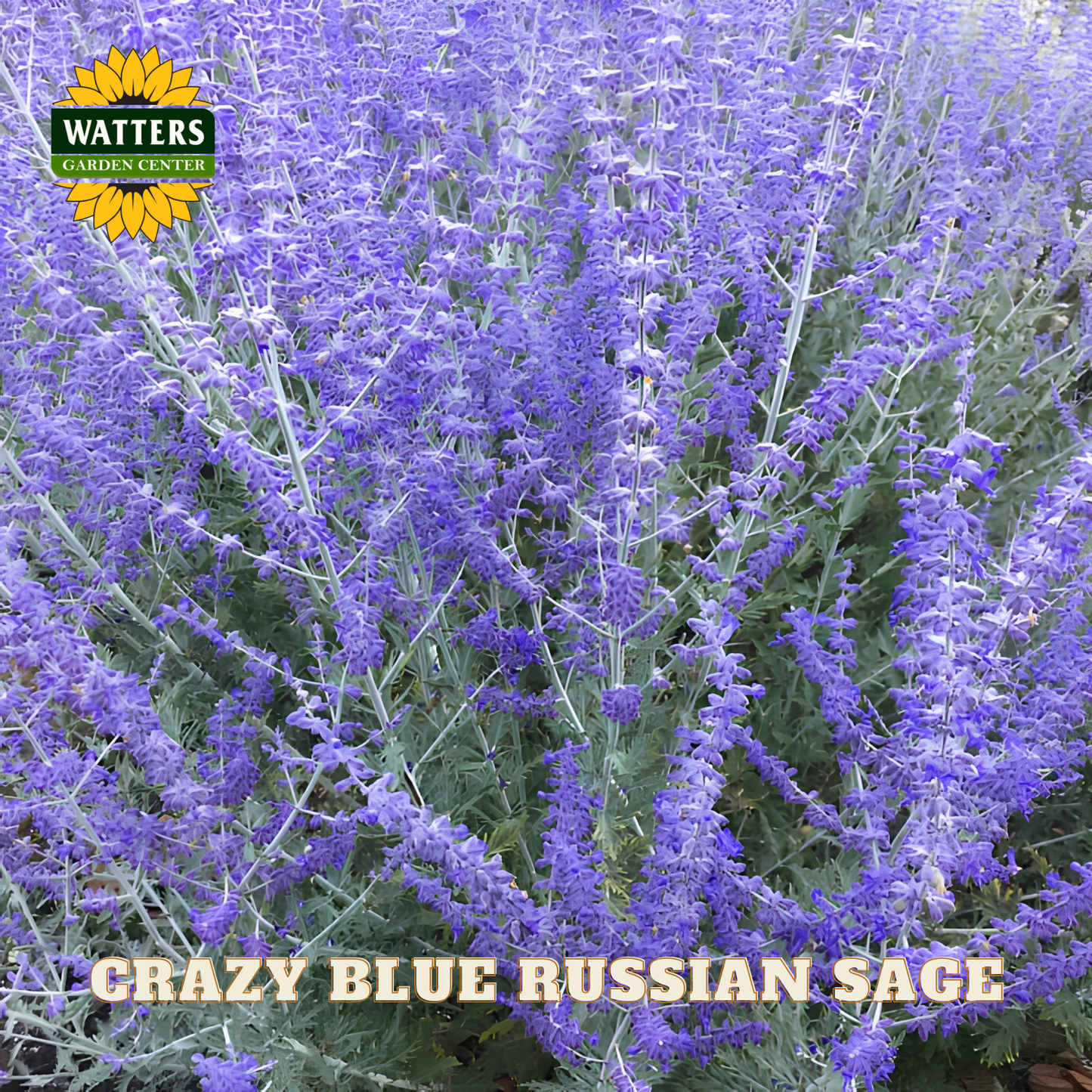 CRAZY BLUE RUSSIAN SAGE 1gal