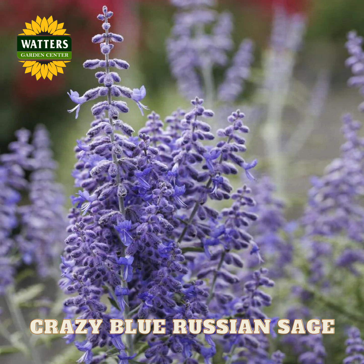 CRAZY BLUE RUSSIAN SAGE 1gal