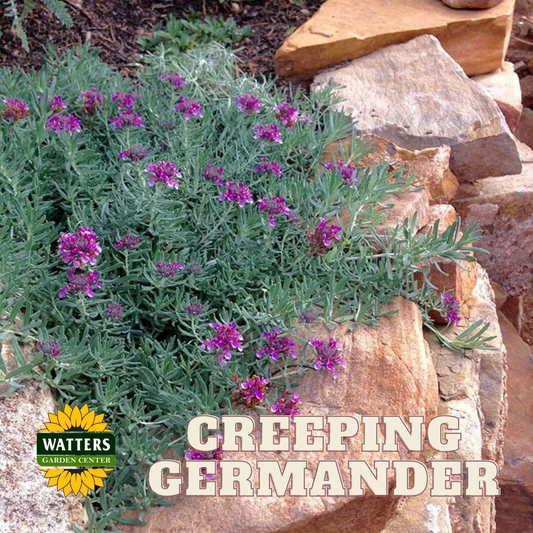 CREEPING GERMANDER 1gal