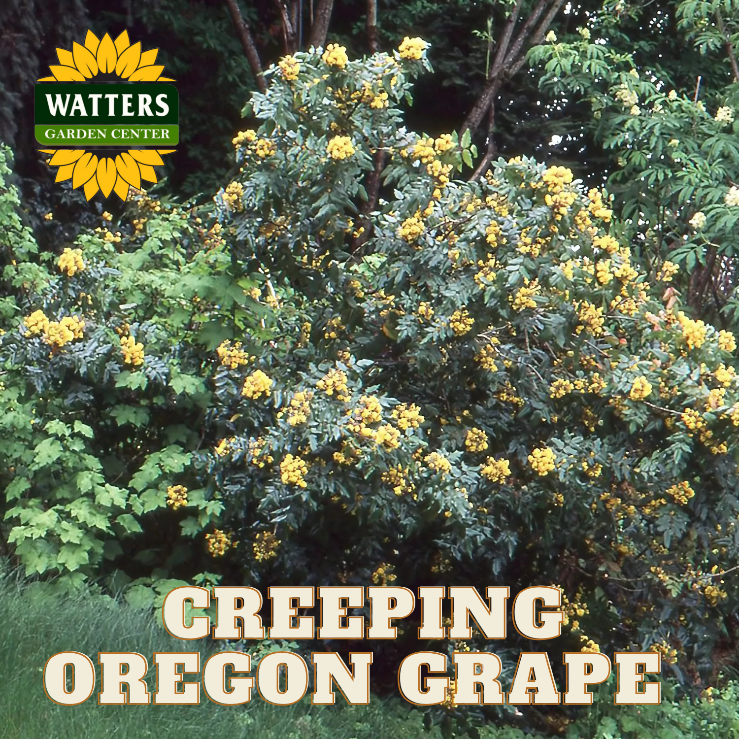Watters Garden Center Creeping Darkstar Mahonia - Thumbnail 3
