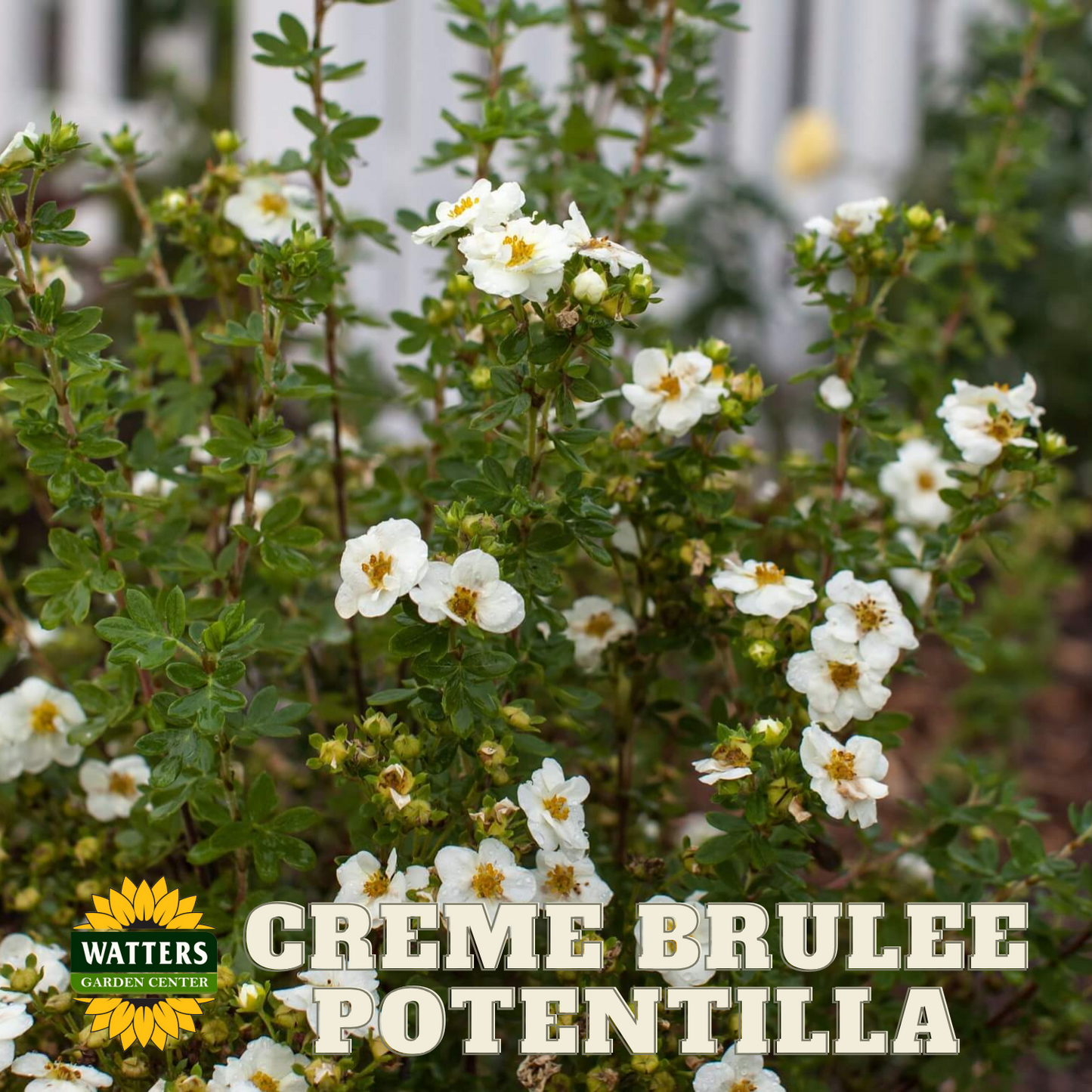 CREME BRULEE POTENTILLA 3gal