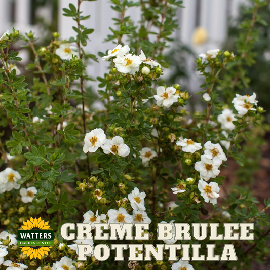 CREME BRULEE POTENTILLA 3gal