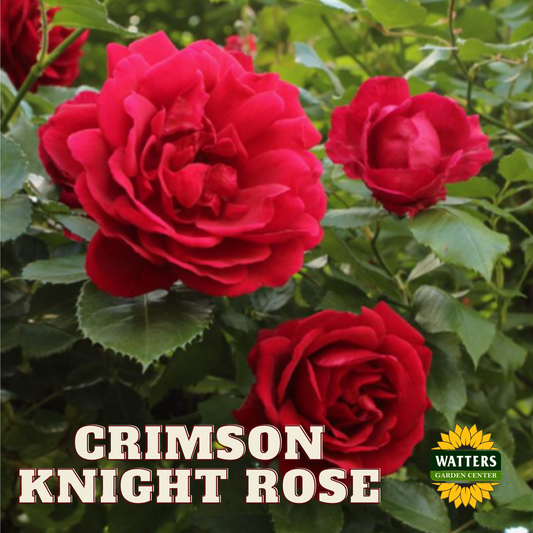 CRIMSON KNIGHT ROSE 2gal