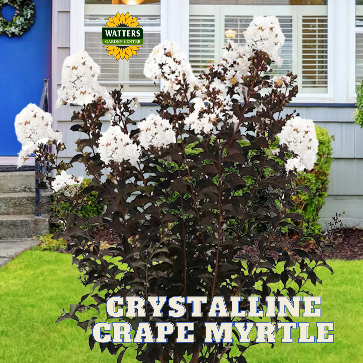CRYSTALLINE CRAPE MYRTLE 2gal
