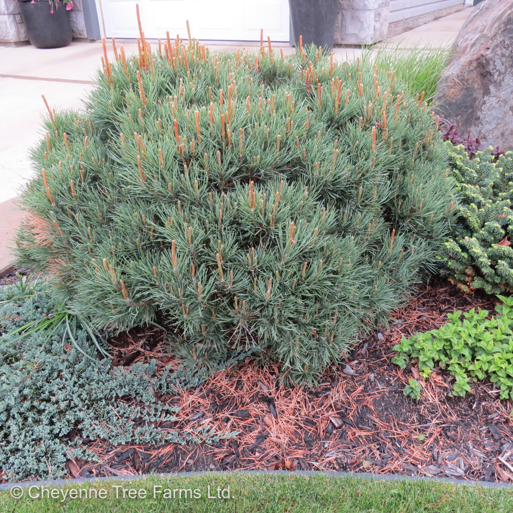 SCOTCH DWARF PINE 5gal
