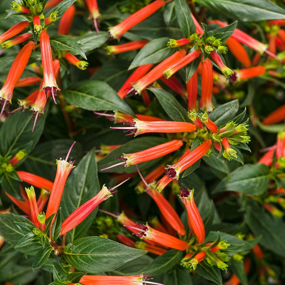 ASSORTED CUPHEA 4in