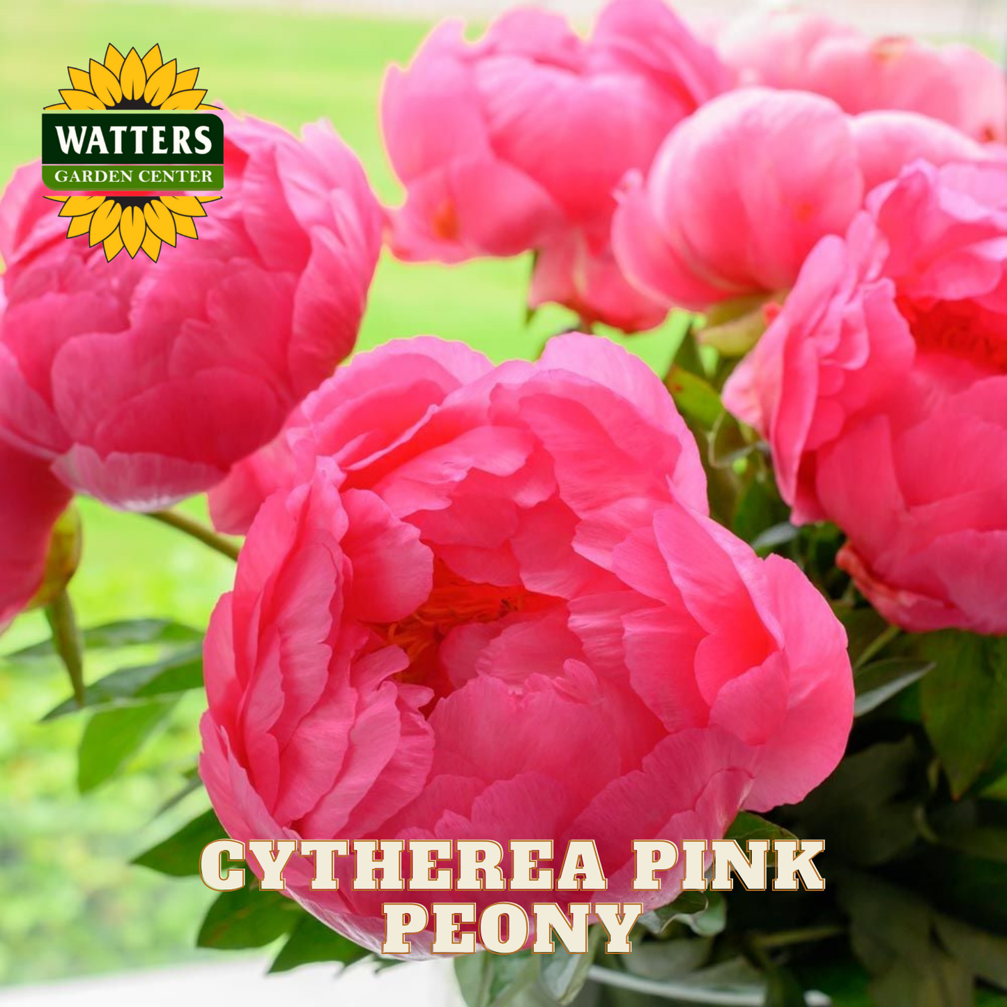 Pink peony flowers with Watters Garden Center logo in the corner.