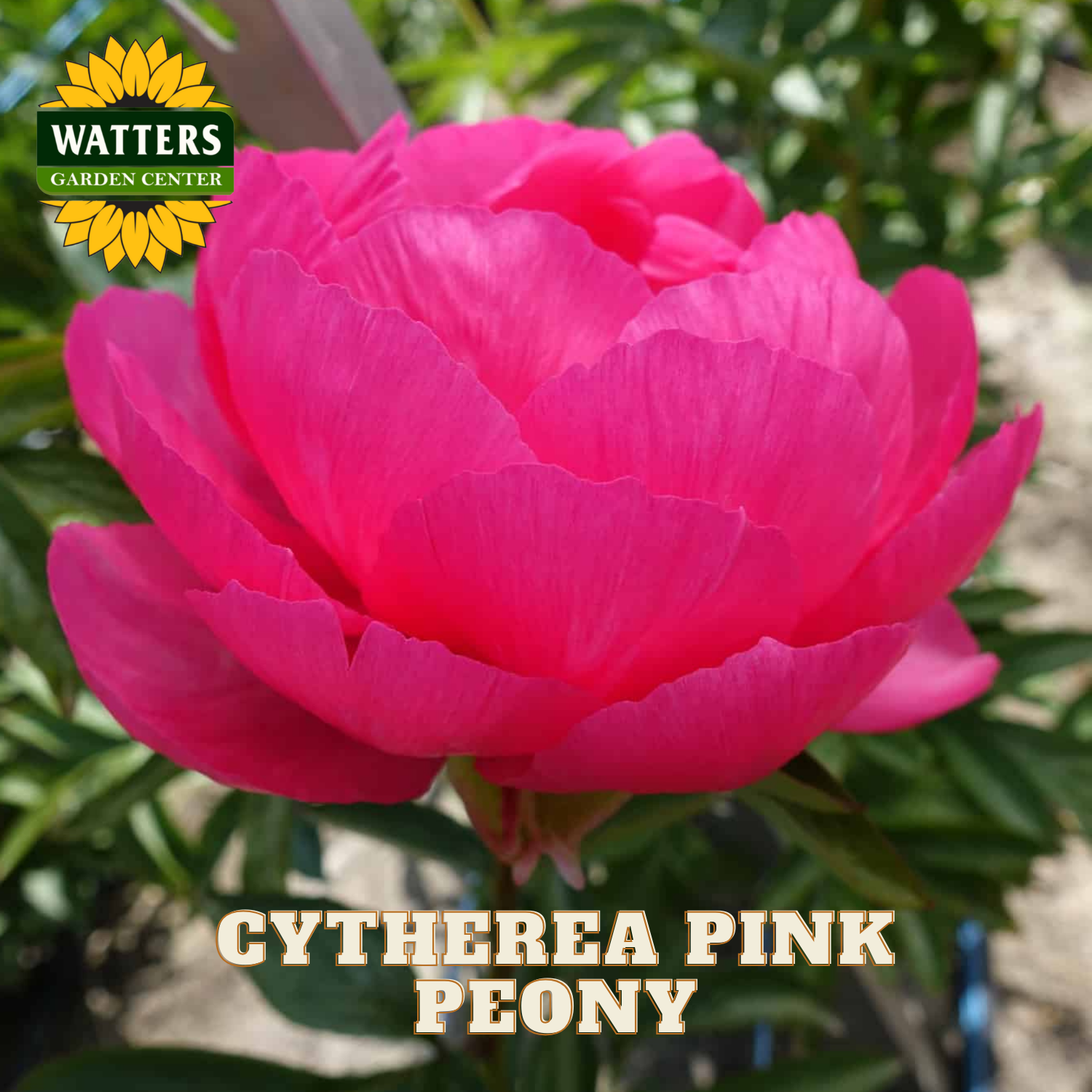Pink peony flower with Watters Garden Center logo and 'Cyttherea Pink Peony' text.