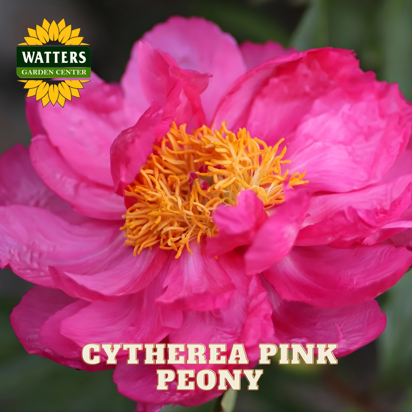 Pink peony flower with yellow center and Watters Garden Center logo.