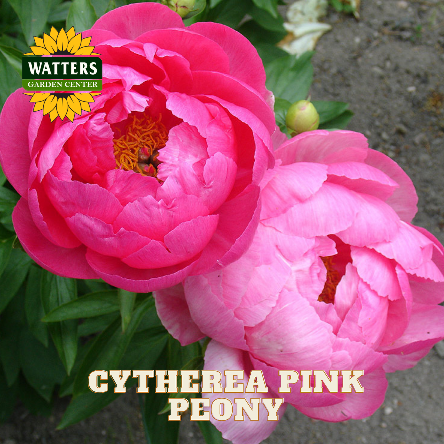 Two pink peony flowers with Watters Garden Center logo in the corner.
