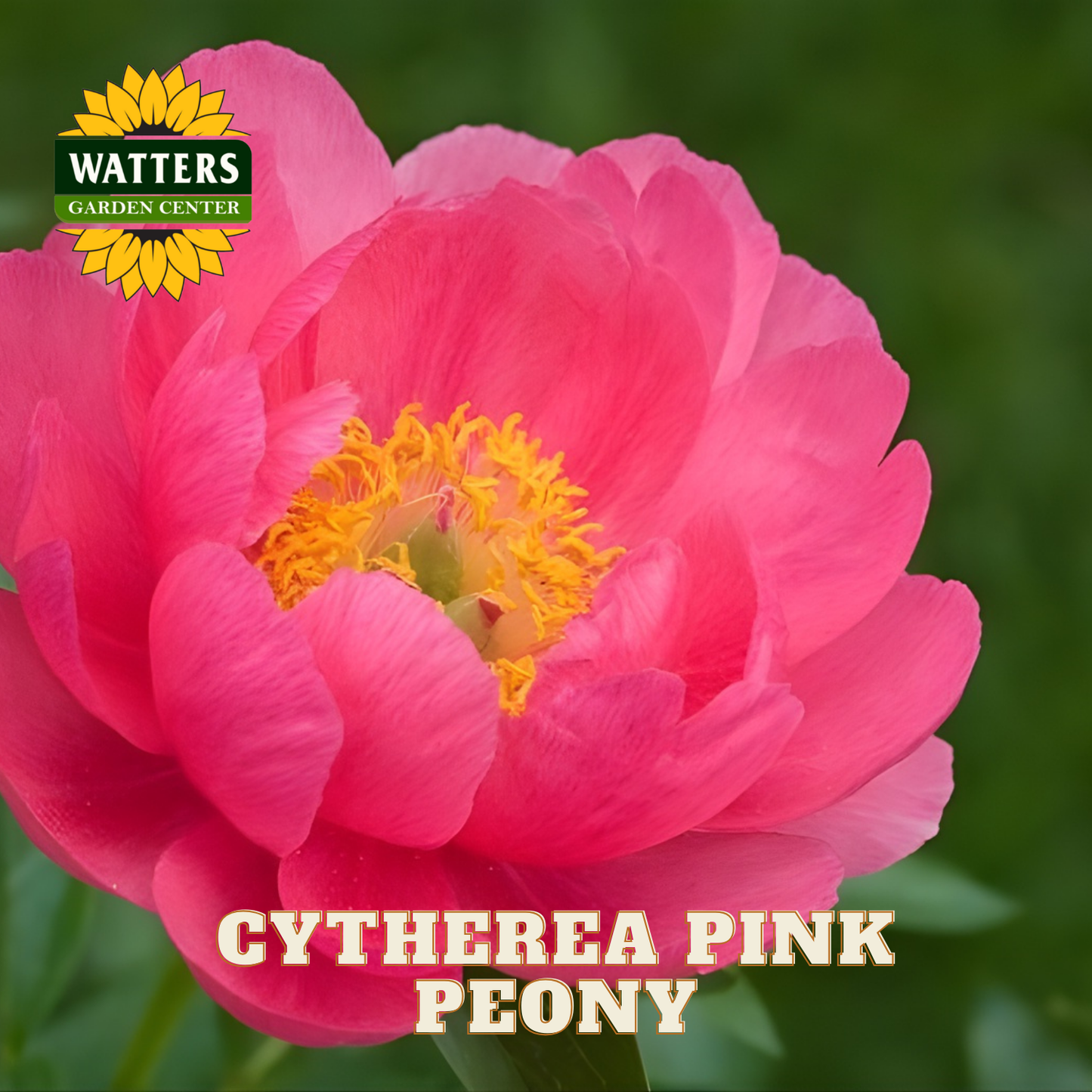 Pink peony flower with Watters Garden Center logo and 'Cyttherea Pink Peony' text.
