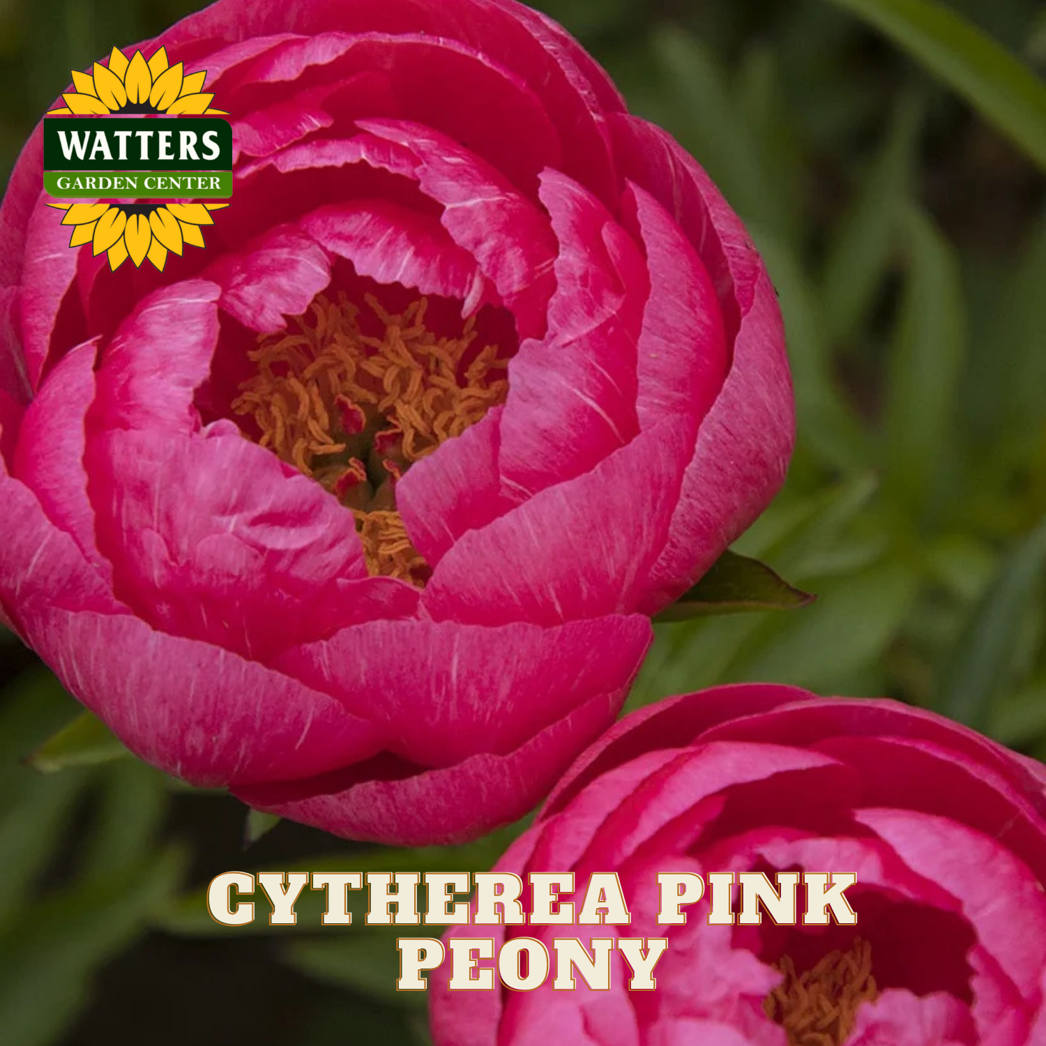 Close-up of a pink peony flower with Watters Garden Center branding.