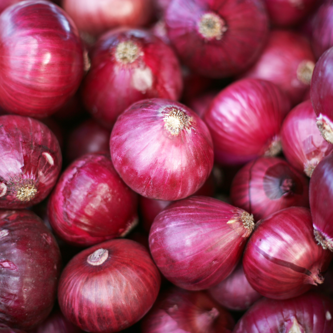 (Intermediate - Long Day) Cabernet Onion Plants