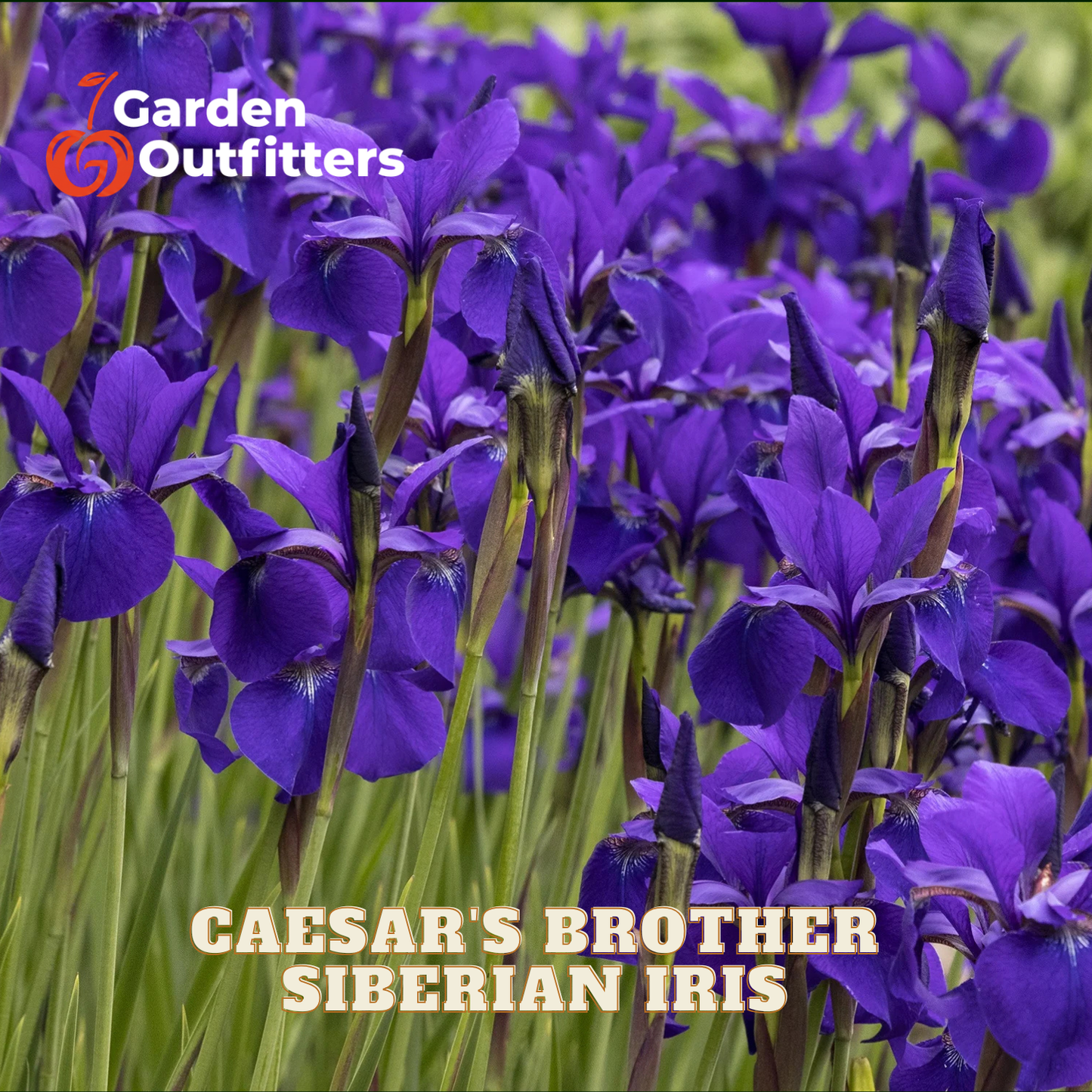 A dense cluster of blooming purple Siberian iris flowers with green stems and leaves, shown in a garden-style close-up. The text 'CAESAR'S BROTHER SIBERIAN IRIS' appears at the bottom, and the 'Garden Outfitters' logo is visible in the upper left.