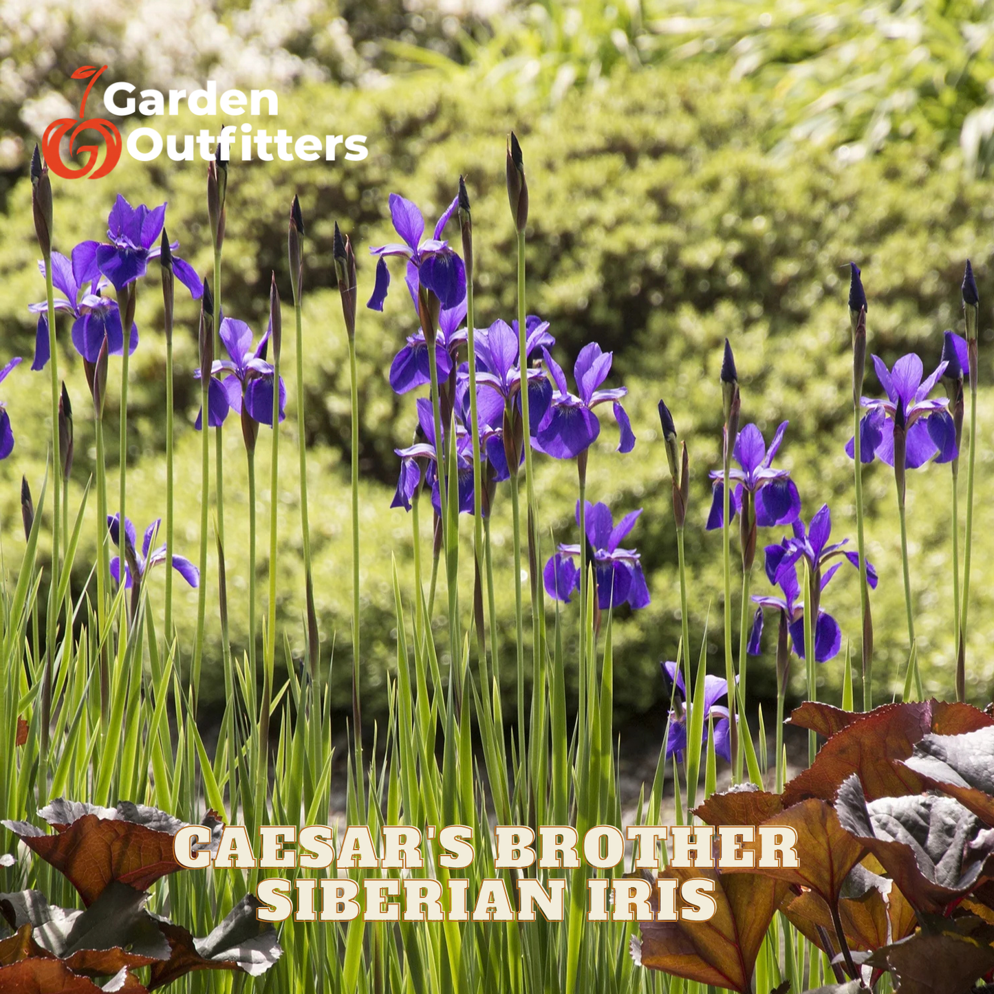 Purple Siberian Iris flowers blooming in a garden bed with green foliage and brown leaves, featuring the Garden Outfitters logo and 'CAESAR'S BROTHER SIBERIAN IRIS' text overlay.