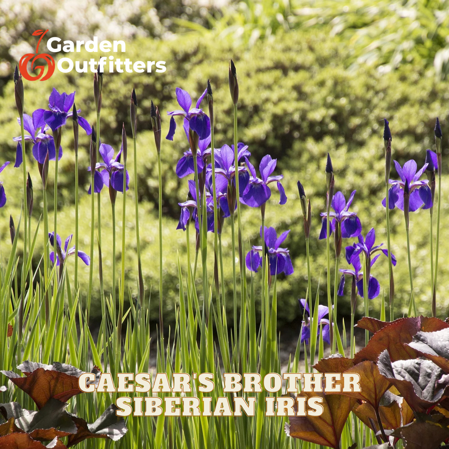 Purple Siberian Iris flowers blooming in a garden bed with green foliage and brown leaves, featuring the Garden Outfitters logo and 'CAESAR'S BROTHER SIBERIAN IRIS' text overlay.