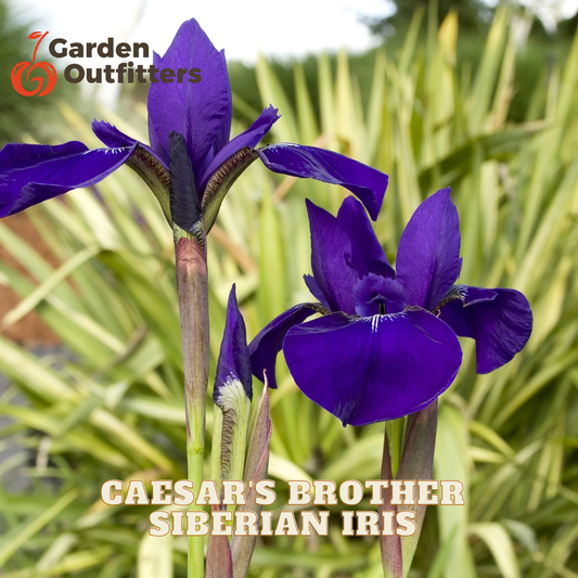 Two blooming purple Siberian iris flowers on a plant with green leaves, photographed outdoors with blurred foliage in the background. Text overlays read 'Garden Outfitters' and 'CAESAR'S BROTHER SIBERIAN IRIS'.