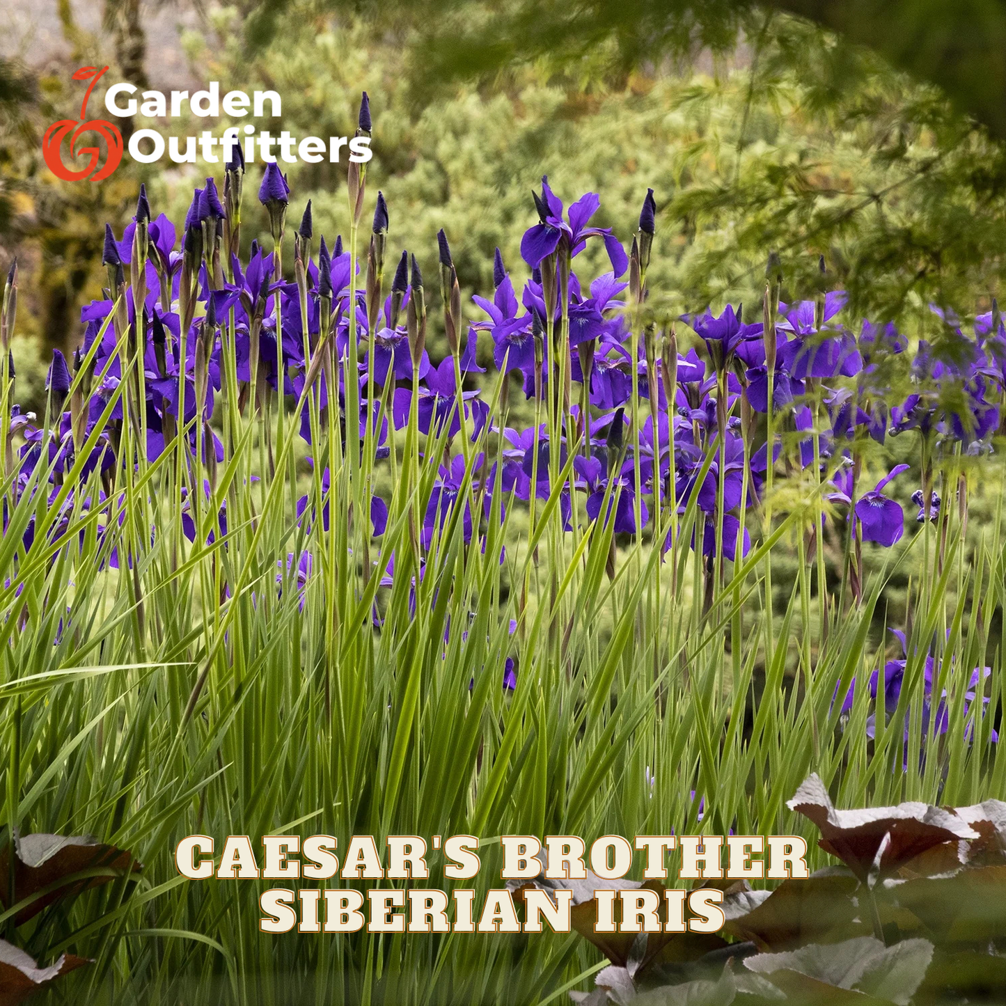 Purple Siberian Iris flowers blooming in a garden bed with tall green grasses, featuring the text 'CAESAR'S BROTHER SIBERIAN IRIS' and a 'Garden Outfitters' logo.