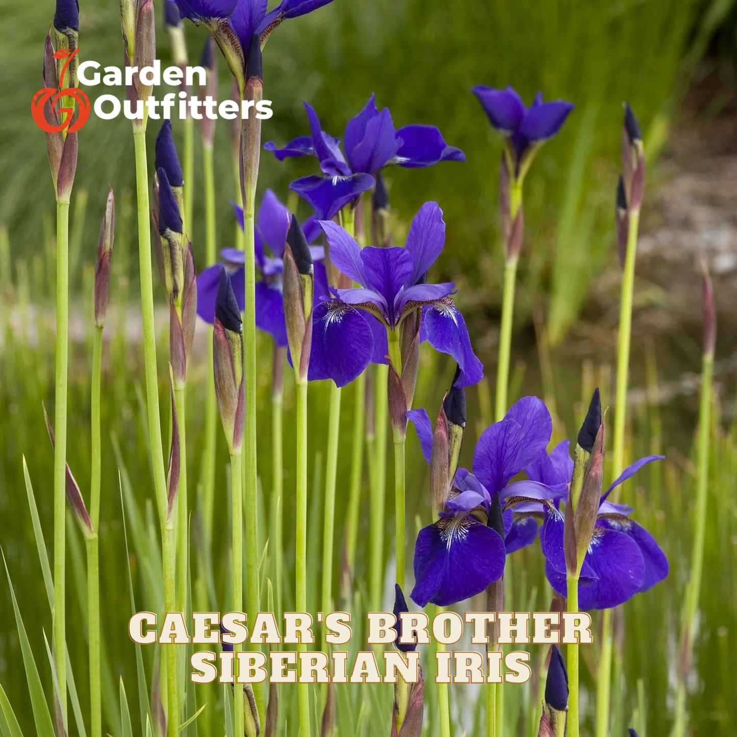 Purple Siberian Iris flowers blooming in a grassy field, with text reading 'Garden Outfitters' and 'CAESAR'S BROTHER SIBERIAN IRIS'.