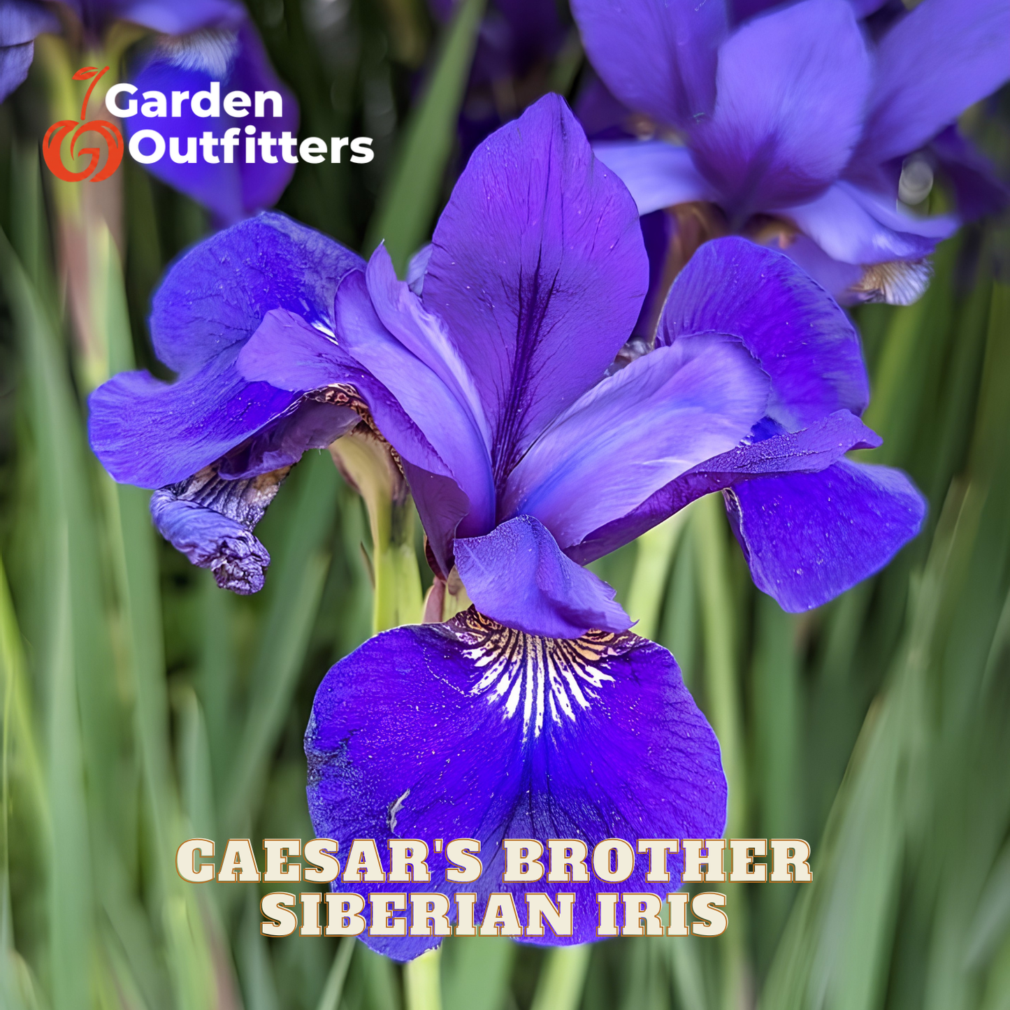 A close-up of a vivid purple-blue Siberian iris flower with green leaves in the background, overlaid with the text 'CAESAR'S BROTHER SIBERIAN IRIS' and a Garden Outfitters logo.
