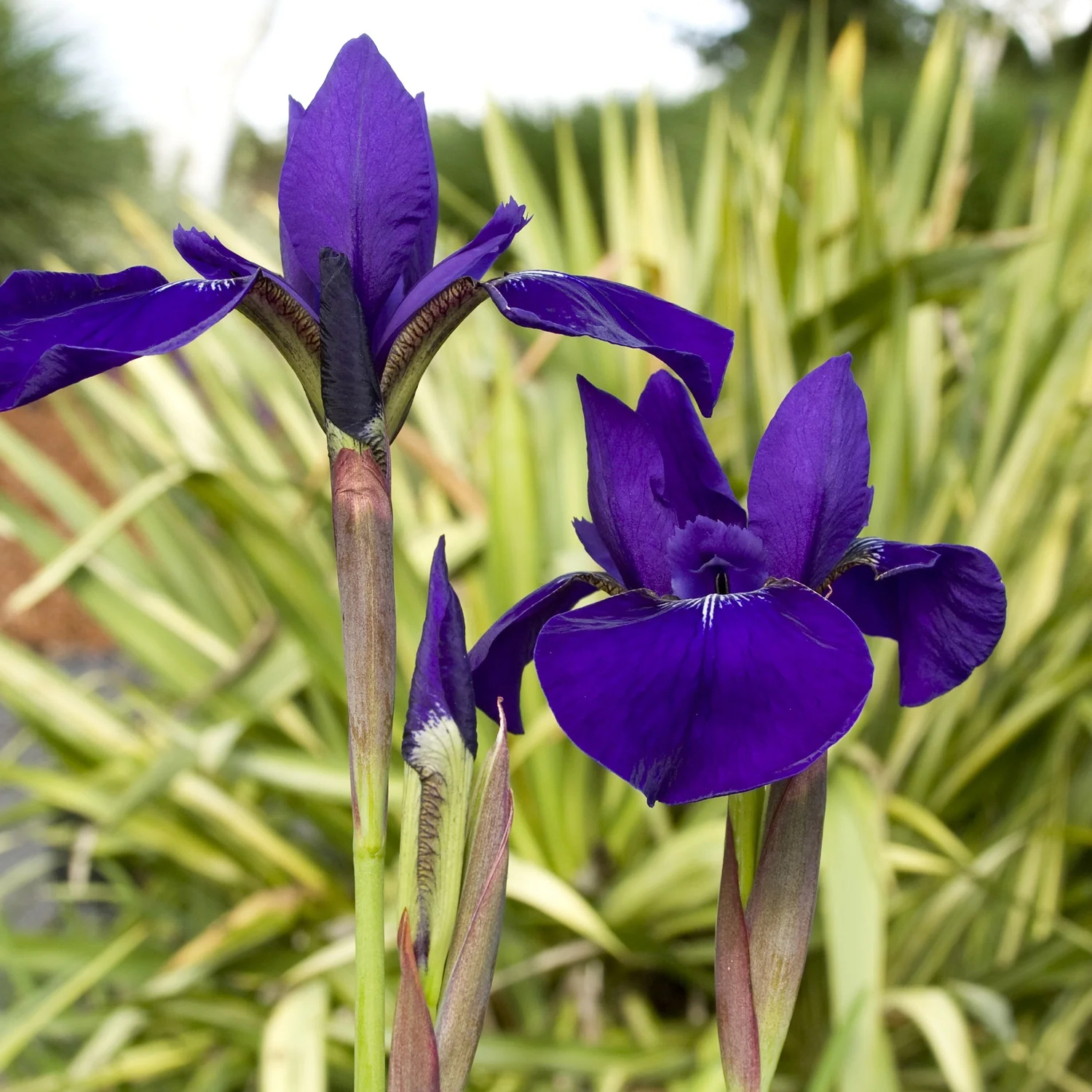 Two deep purple irises in bloom with green and yellow variegated foliage in the background.