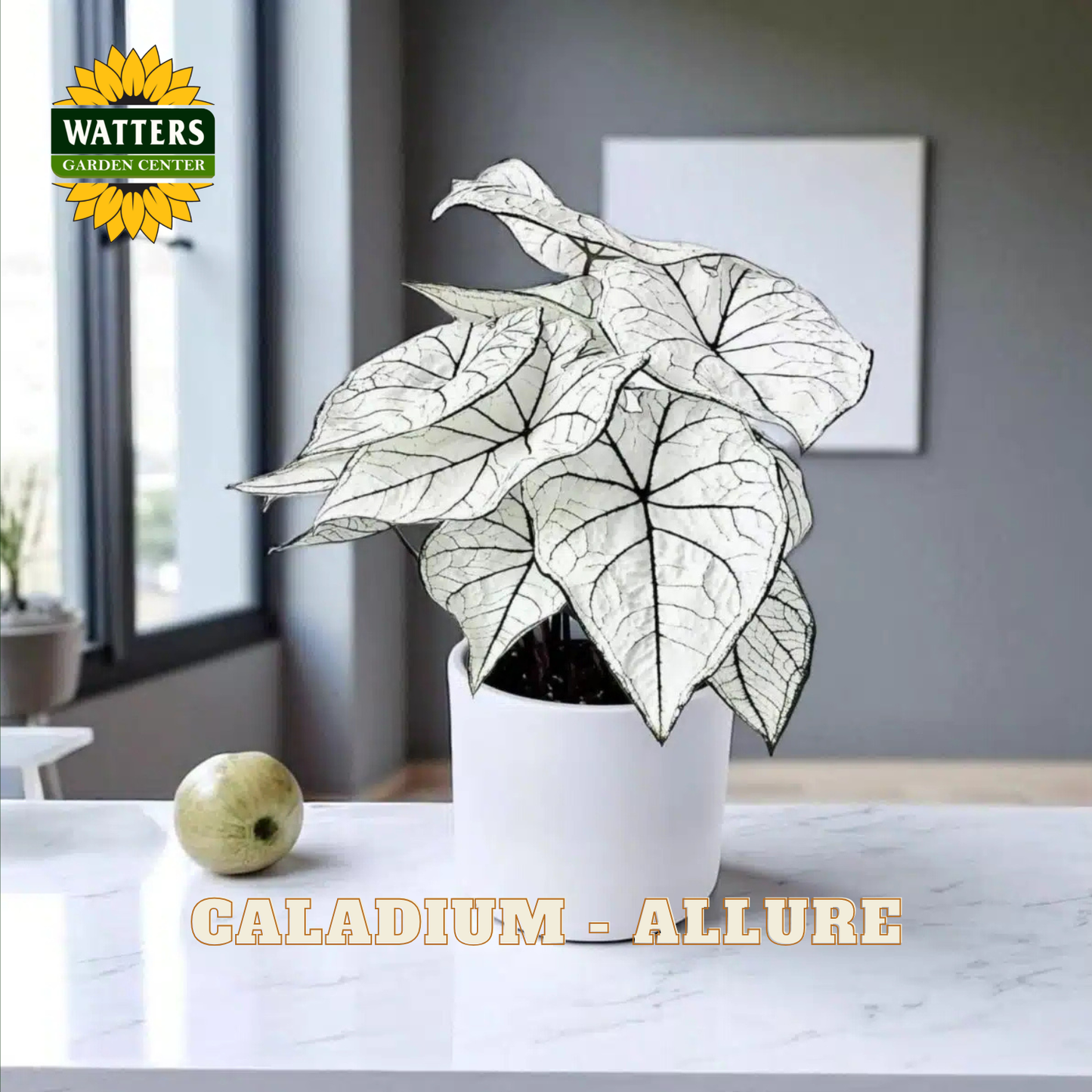 Potted Caladium plant on a table with Watters Garden Center branding.