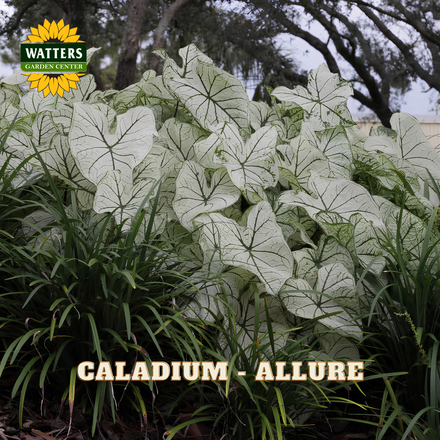 Caladium plants with 'Watters Garden Center' logo and 'Caladium Allure' text.