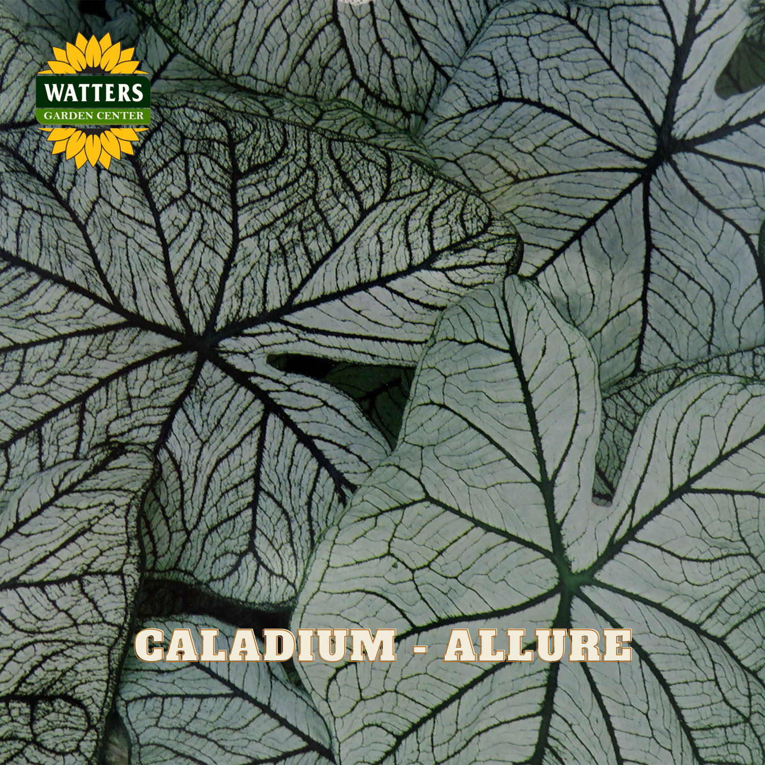 Close-up of Caladium 'Allure' leaves with Watters Garden Center logo.