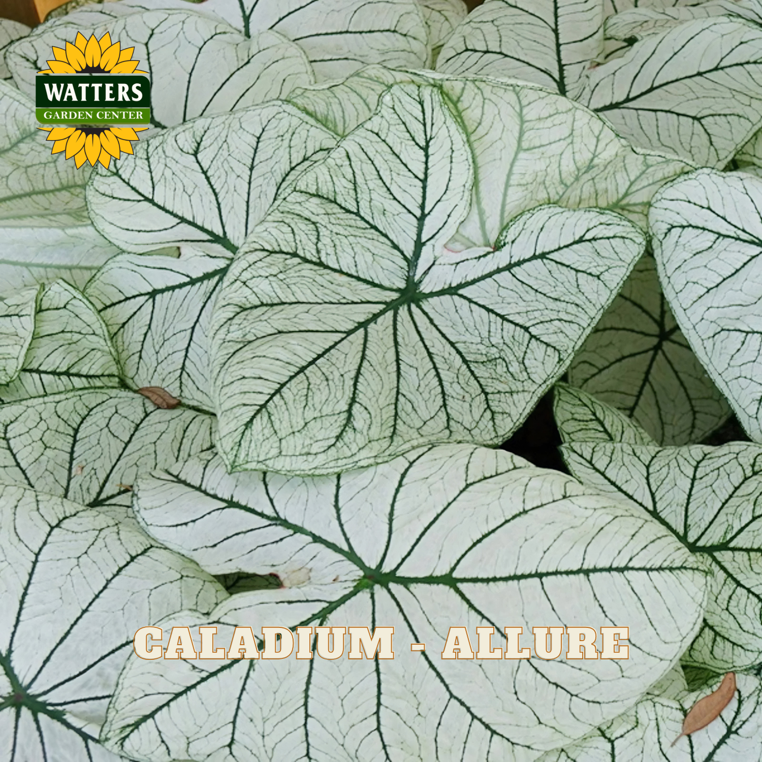 Close-up of Caladium 'Allure' leaves with Watters Garden Center logo.