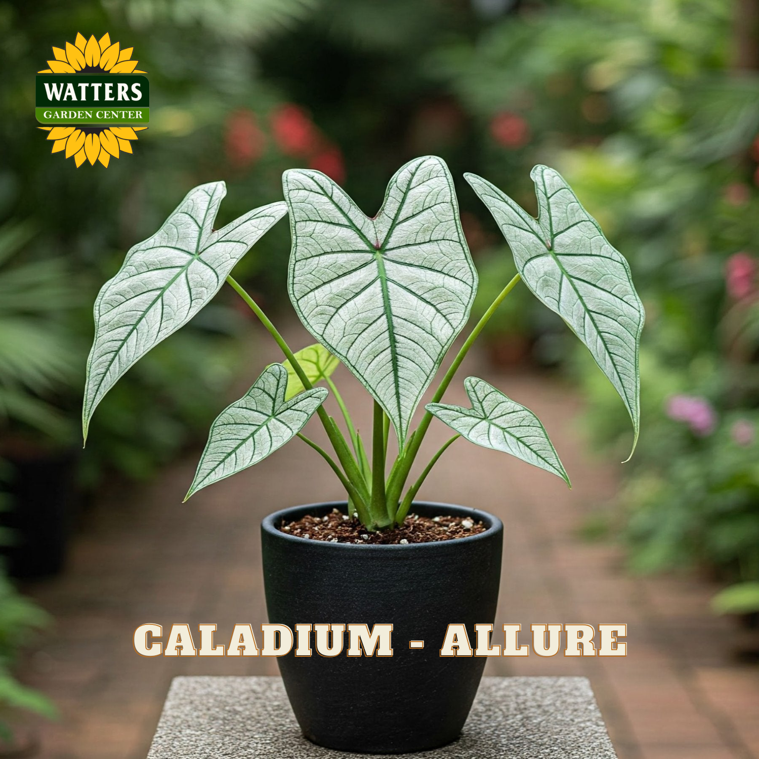 Potted Caladium plant with Watters Garden Center branding in a garden setting.