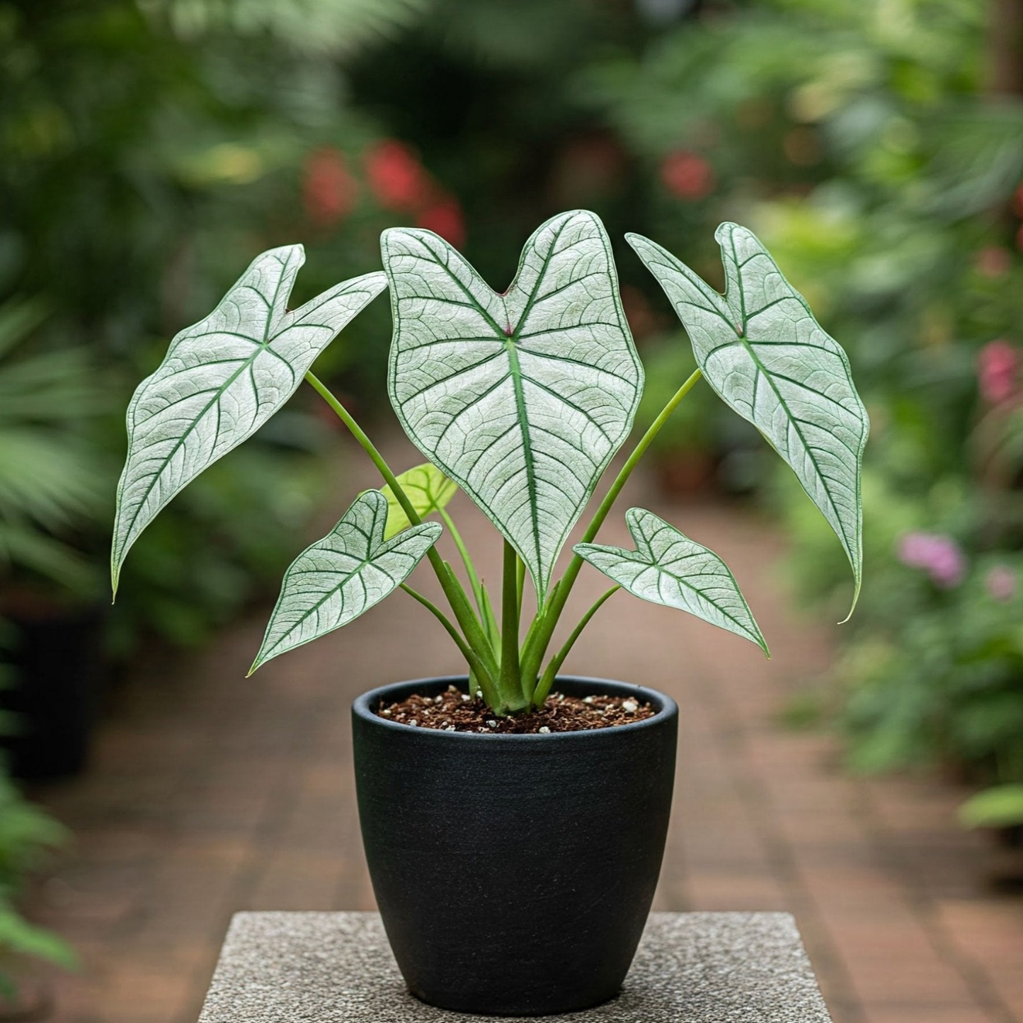 Potted plant with large green leaves on a blurred garden background