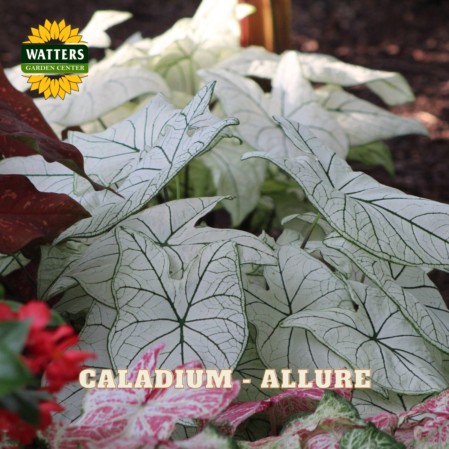 Caladium plants with 'Watters Garden Center' logo and 'Caladium Allure' text.