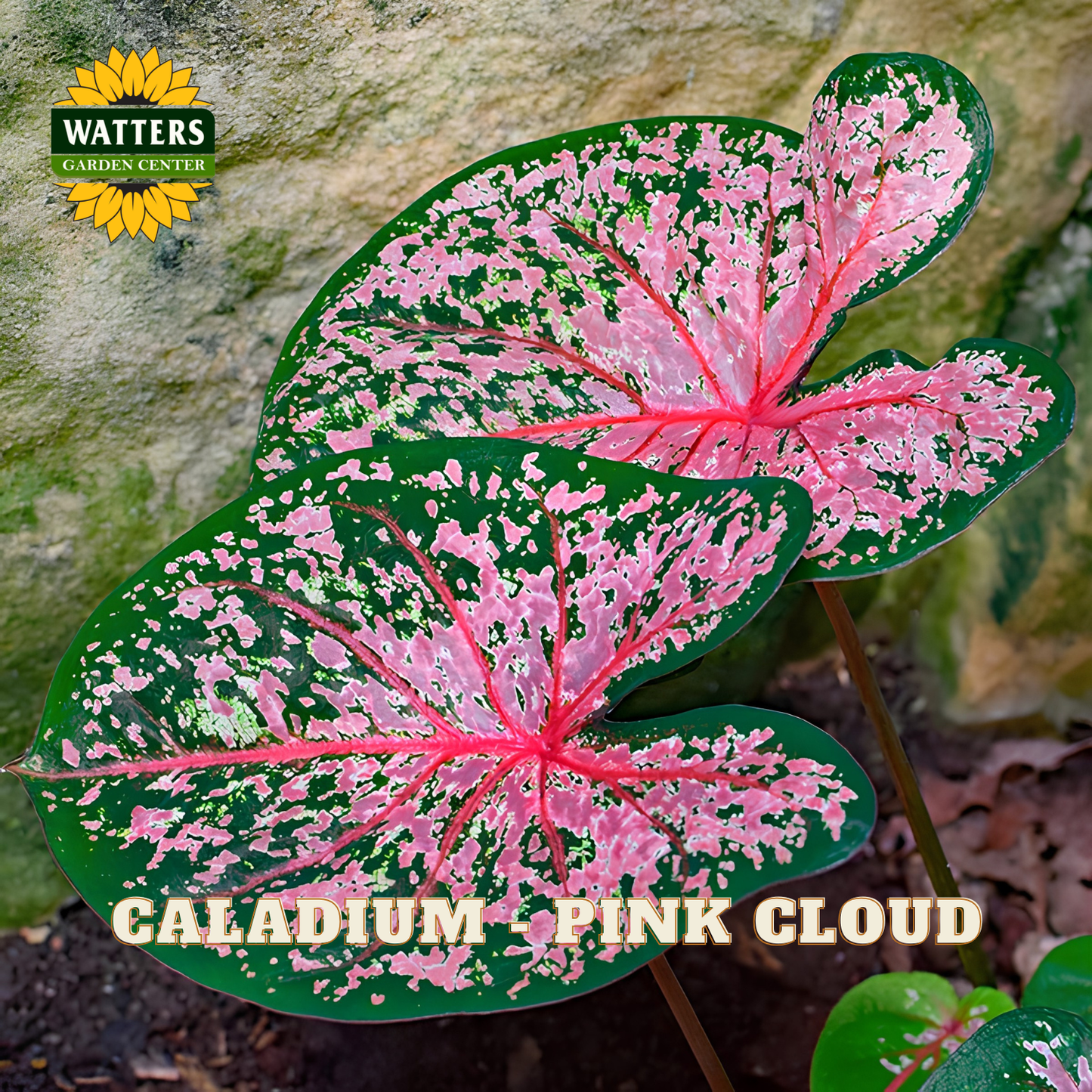 Caladium plant with pink and green leaves against a natural background, featuring the Watters Garden Center logo.