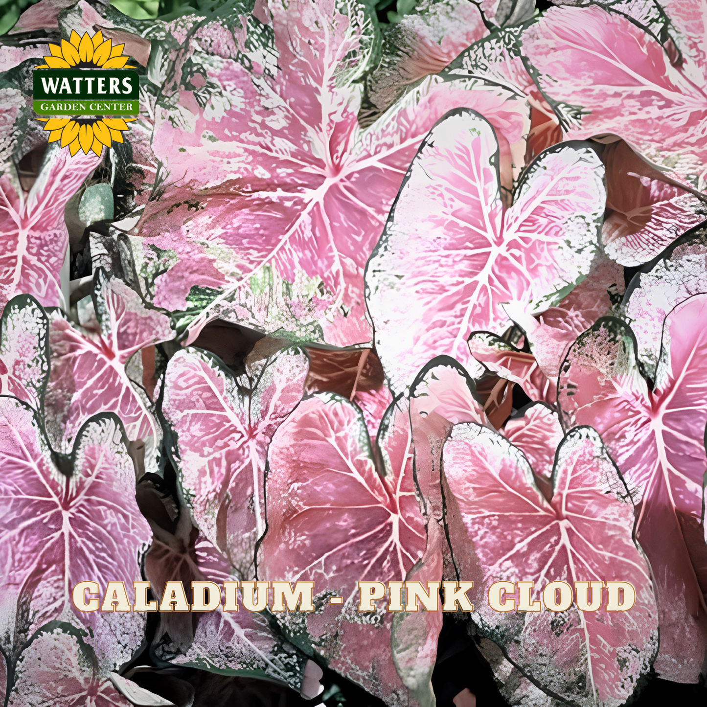 Close-up of pink caladium leaves with Watters Garden Center logo.