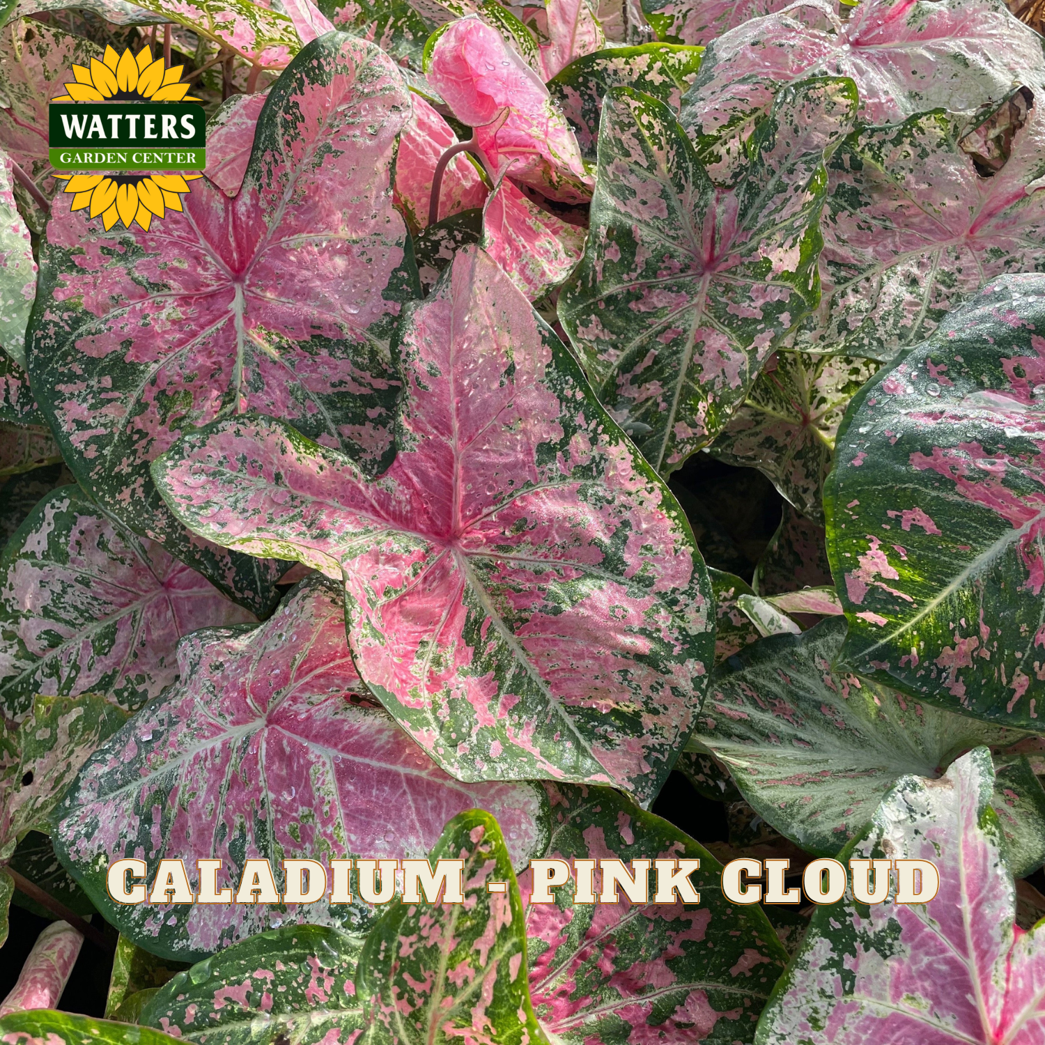 Close-up of pink and green caladium plant with Watters Garden Center logo.