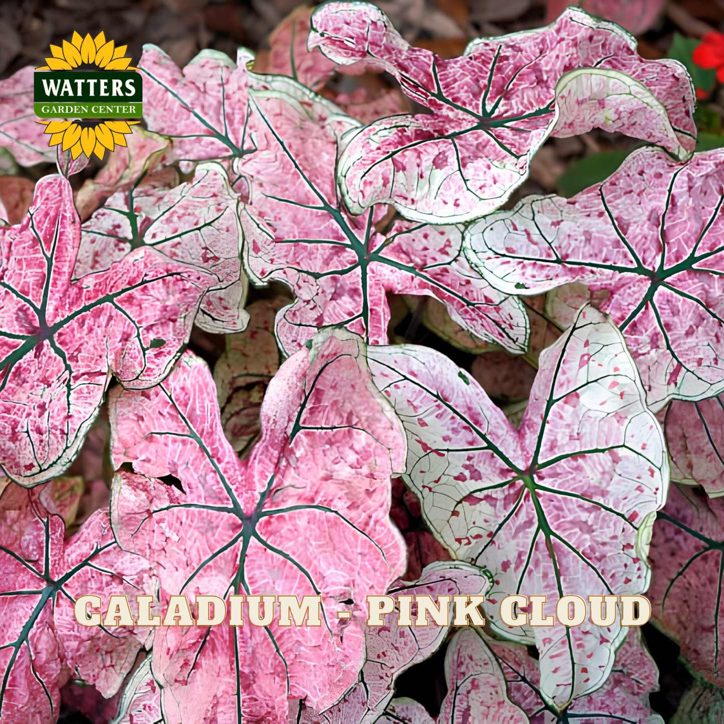 Pink caladium leaves with green veins, labeled 'Watters Garden Center' and 'Caladium Pink Cloud'.
