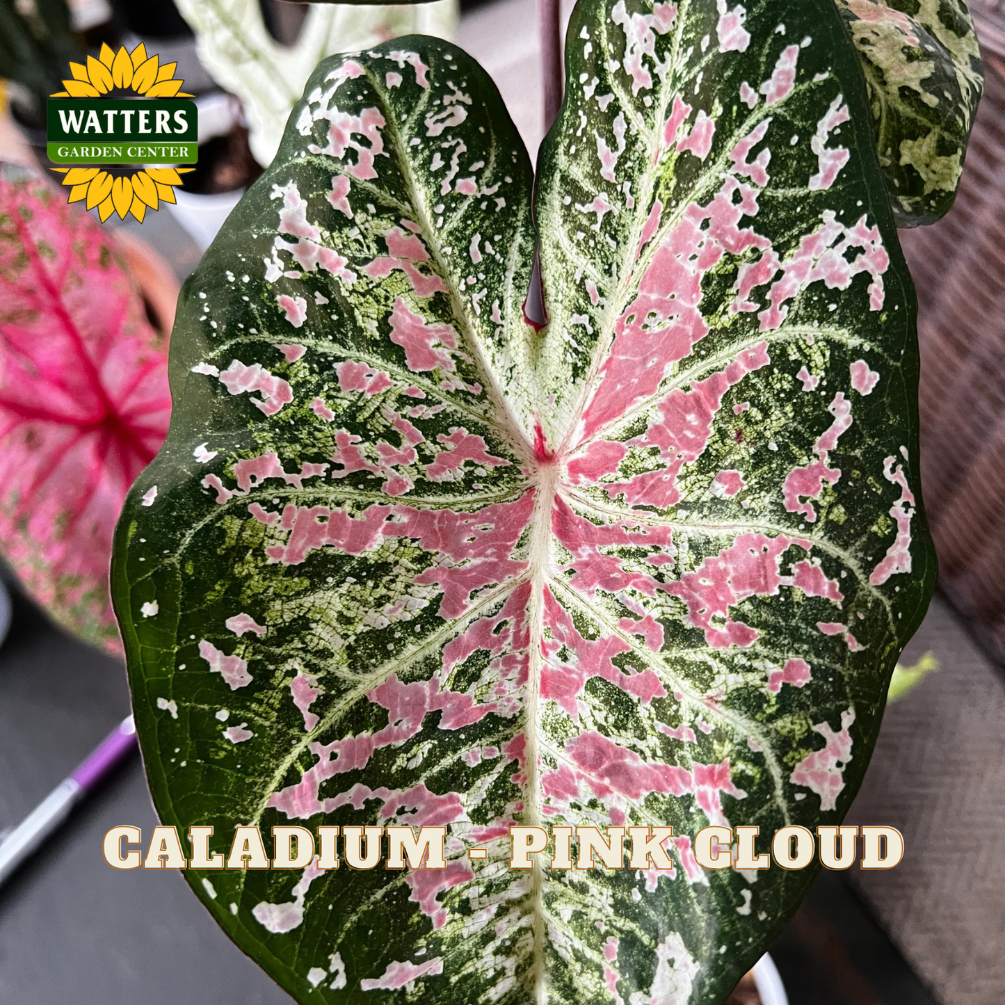 Close-up of a caladium leaf with pink and green patterns, labeled 'Caladium Pink Cloud' from Watters Garden Center.