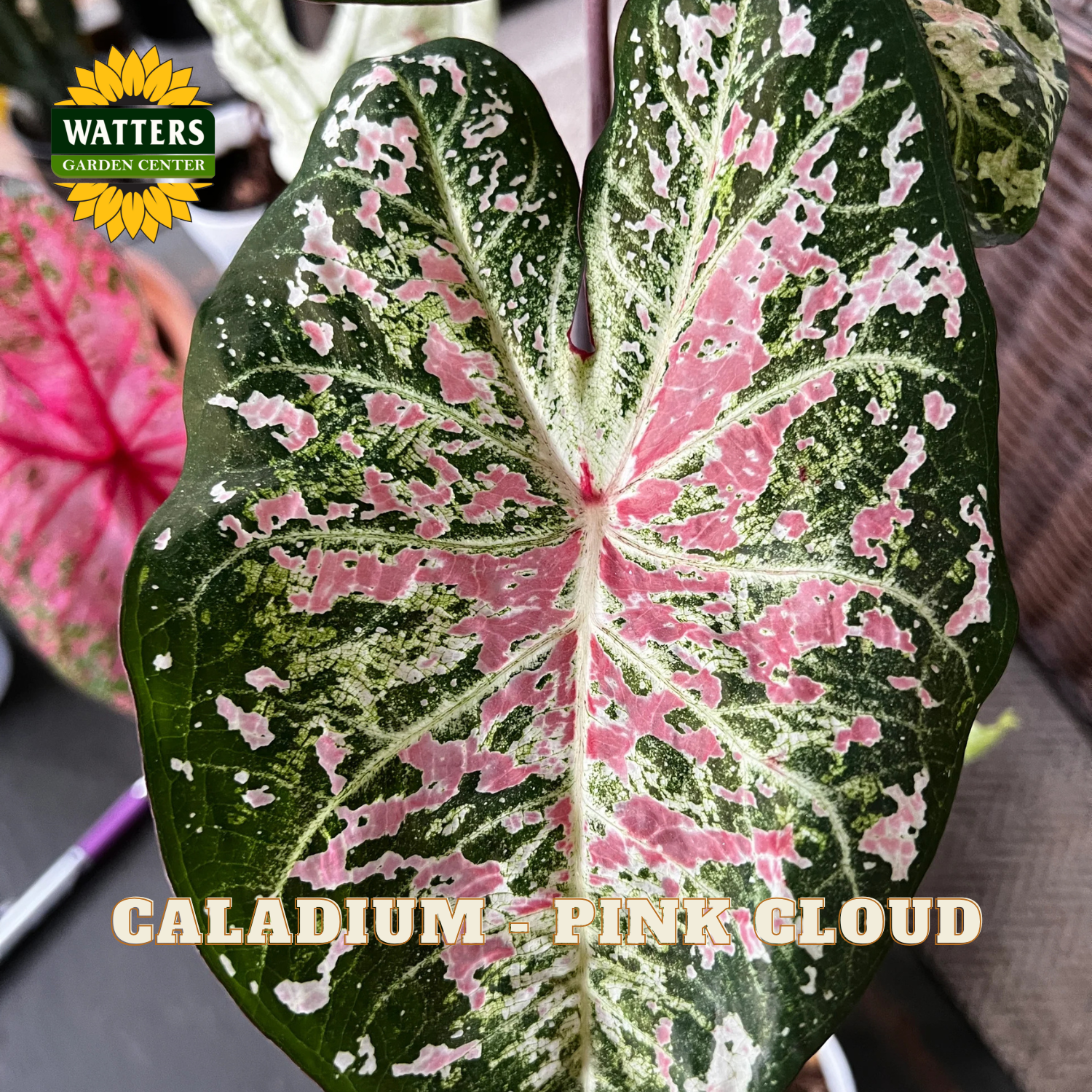 Close-up of a caladium leaf with pink and green patterns, labeled 'Caladium Pink Cloud' from Watters Garden Center.