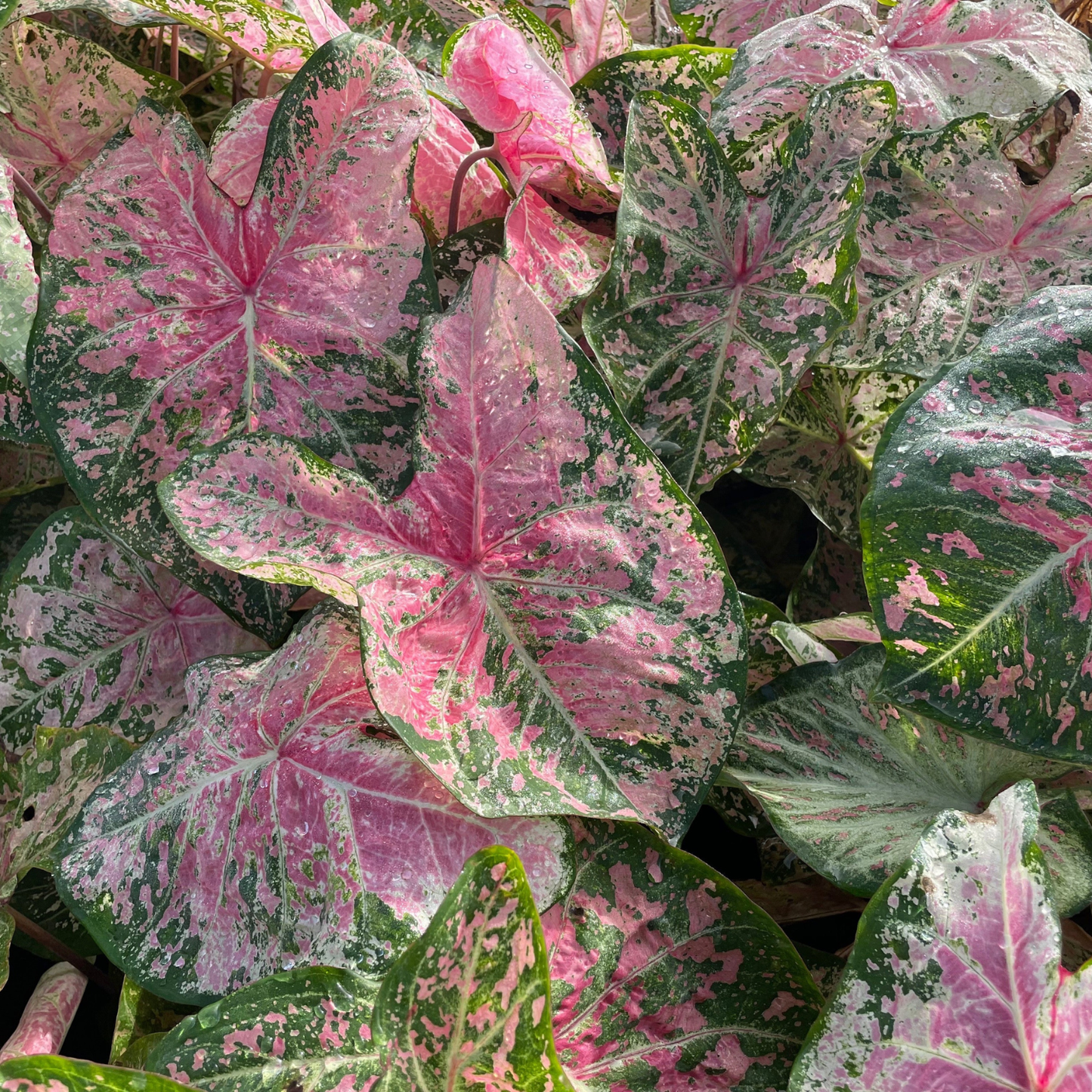Close-up of pink and green leafy plant