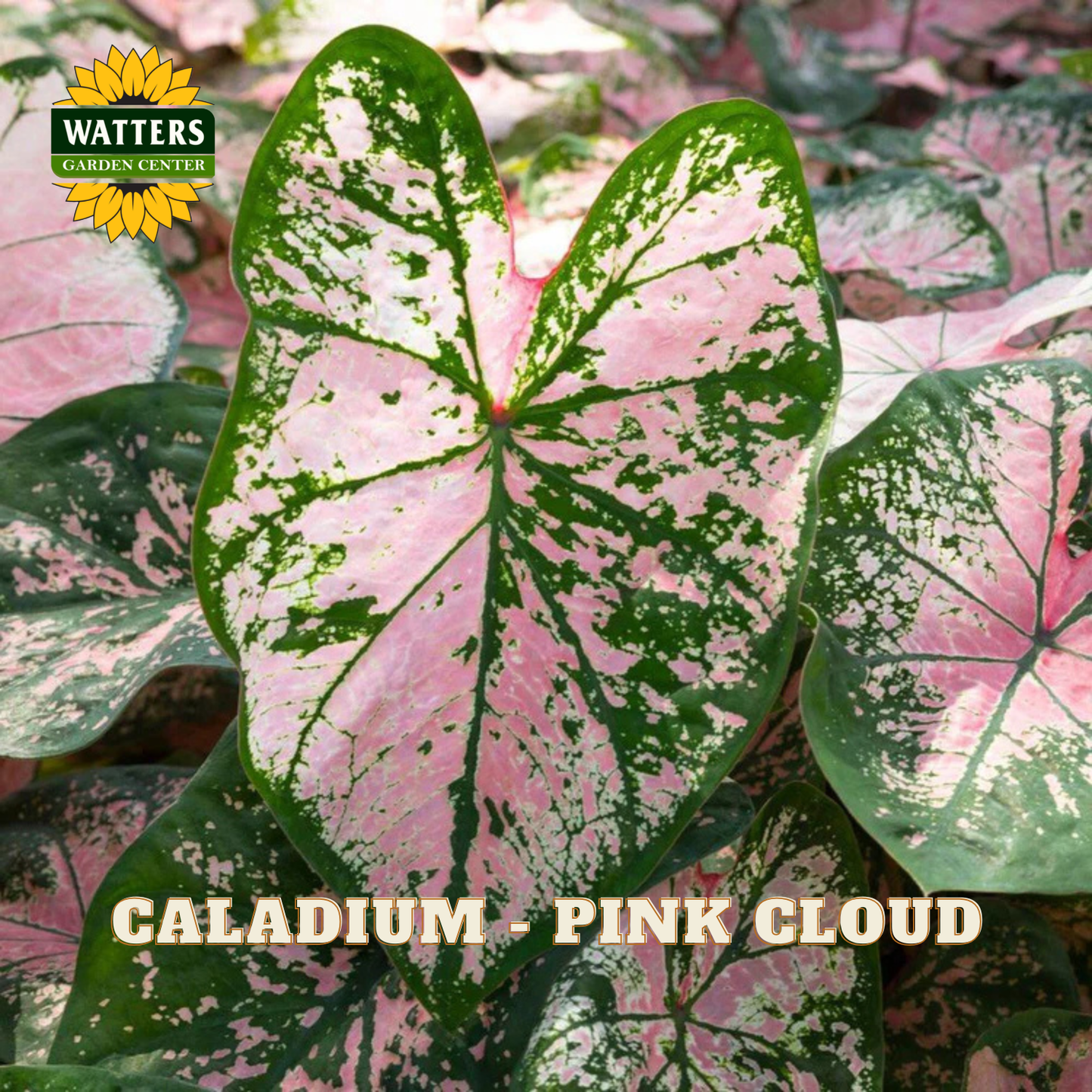Caladium plant with pink and green leaves, labeled 'Pink Cloud', on a blurred background with Watters Garden Center logo.