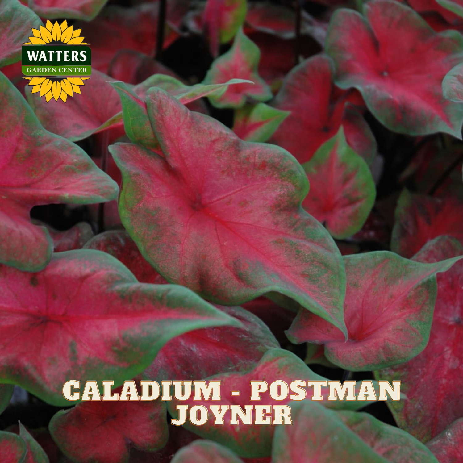 Close-up of pink and green caladium leaves with Watters Garden Center logo.