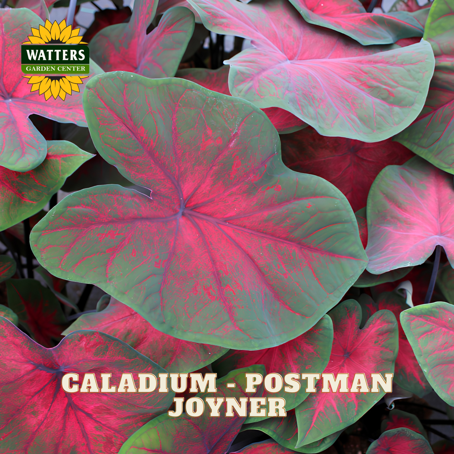 Close-up of pink and green caladium leaves with Watters Garden Center logo.
