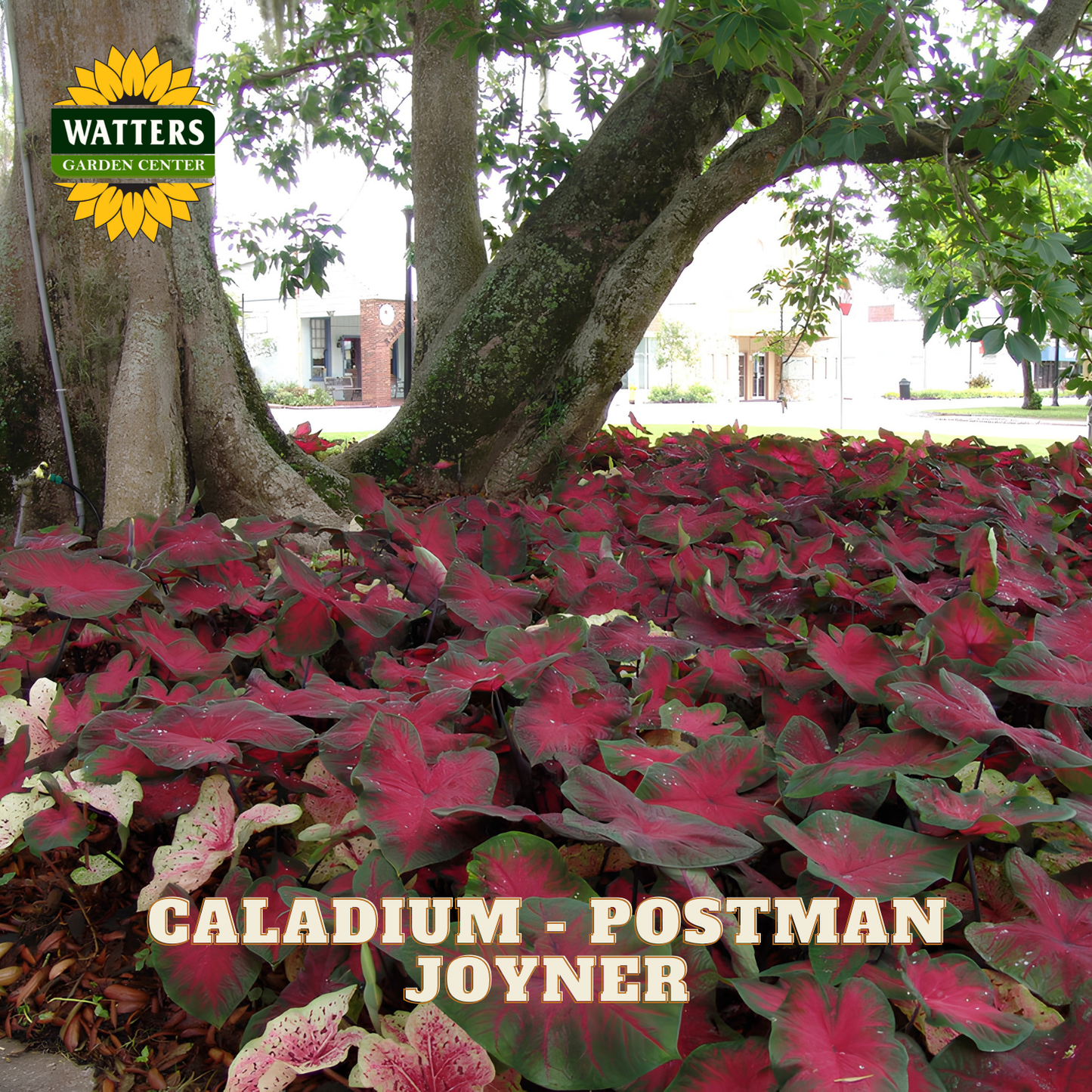 Caladium plants with 'Watters Garden Center' logo and 'Caladium Postman Joyner' text.