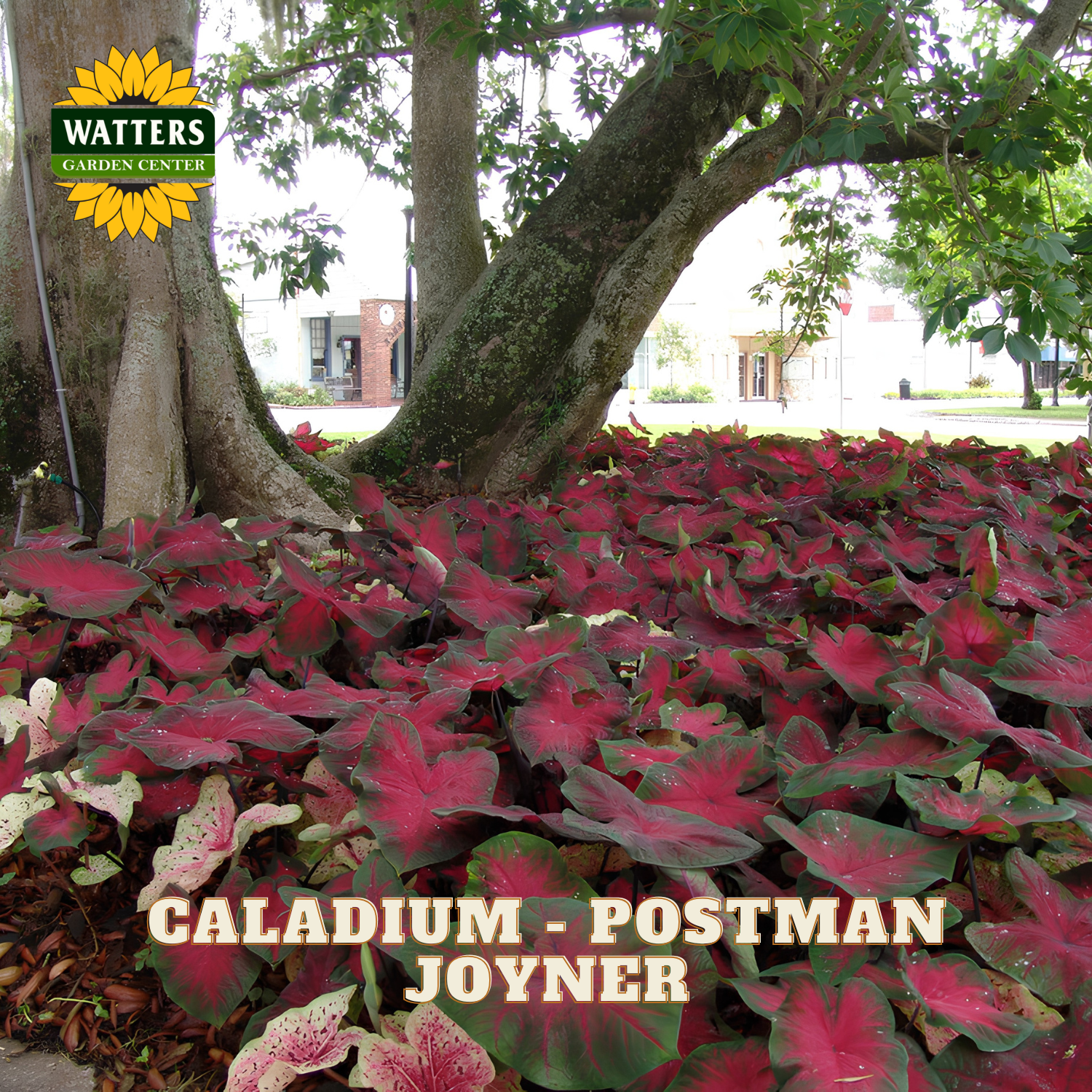 Caladium plants with 'Watters Garden Center' logo and 'Caladium Postman Joyner' text.