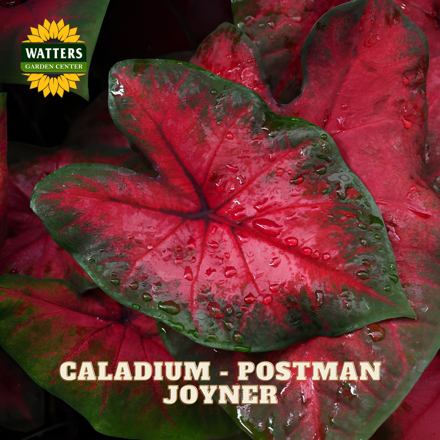 Red and green caladium leaf with water droplets, branded 'Watters Garden Center'.