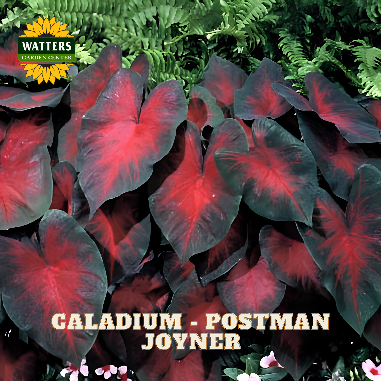 Caladium Postman Joyner with Watters Garden Center branding