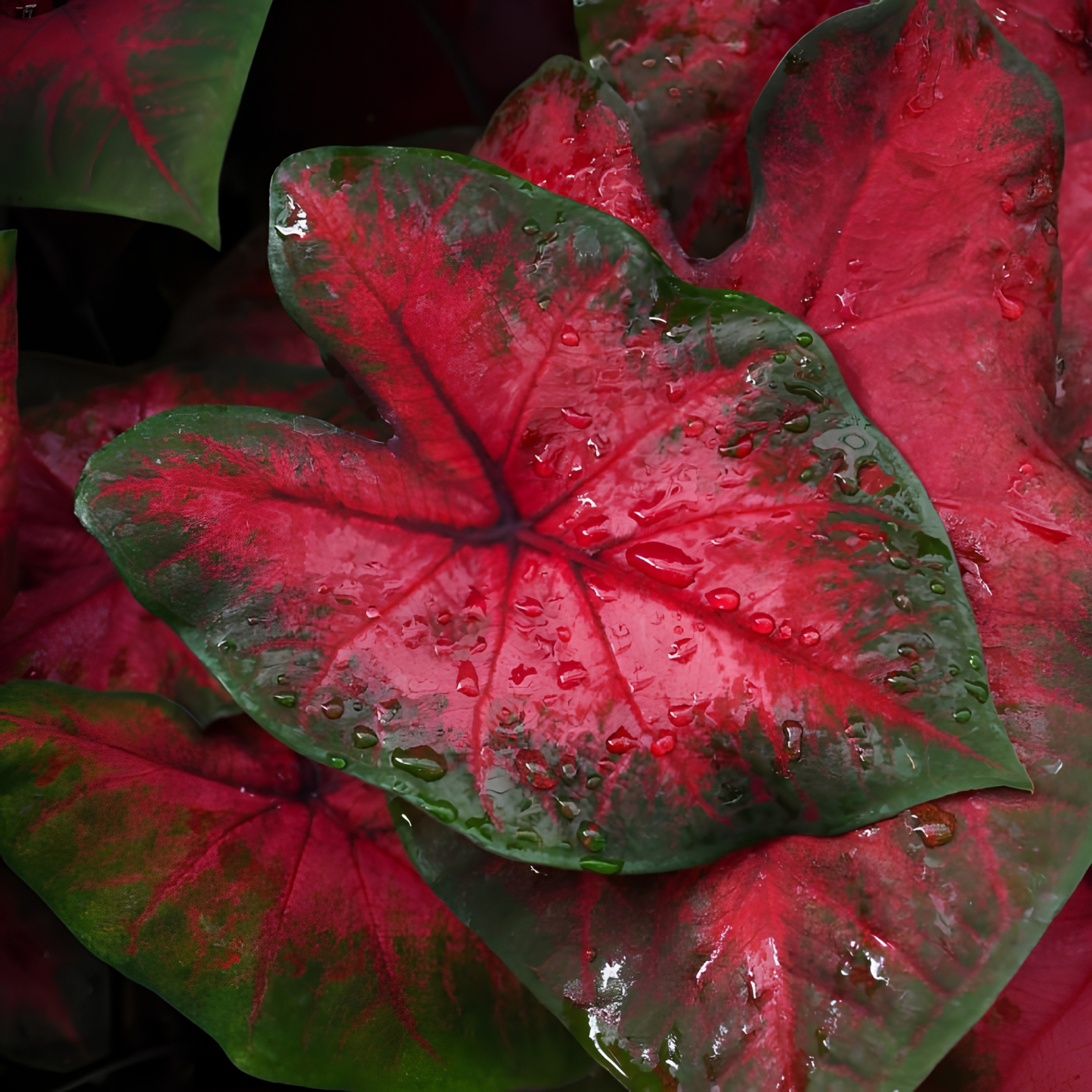 Close-up of a red and green leaf with water droplets on a dark background