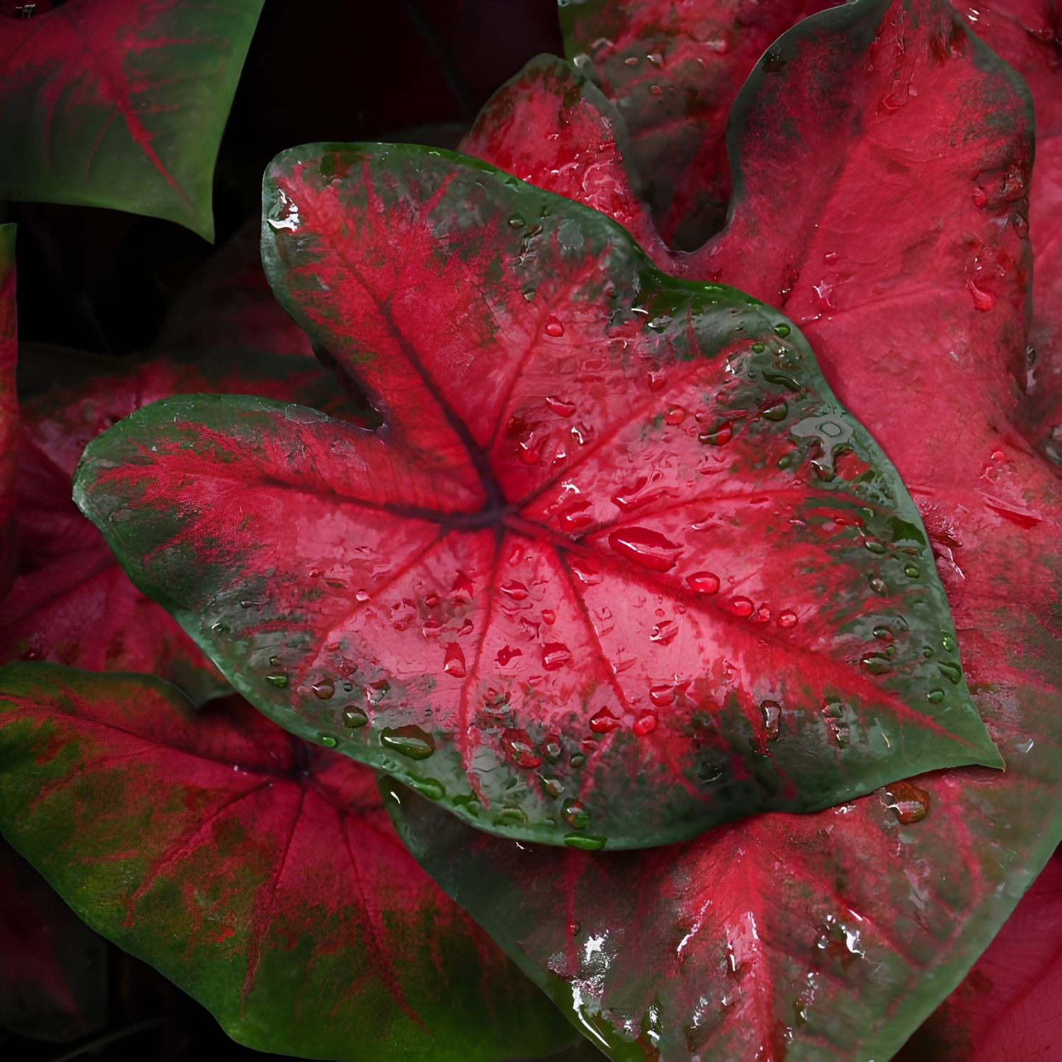 Close-up of a red and green leaf with water droplets on a dark background